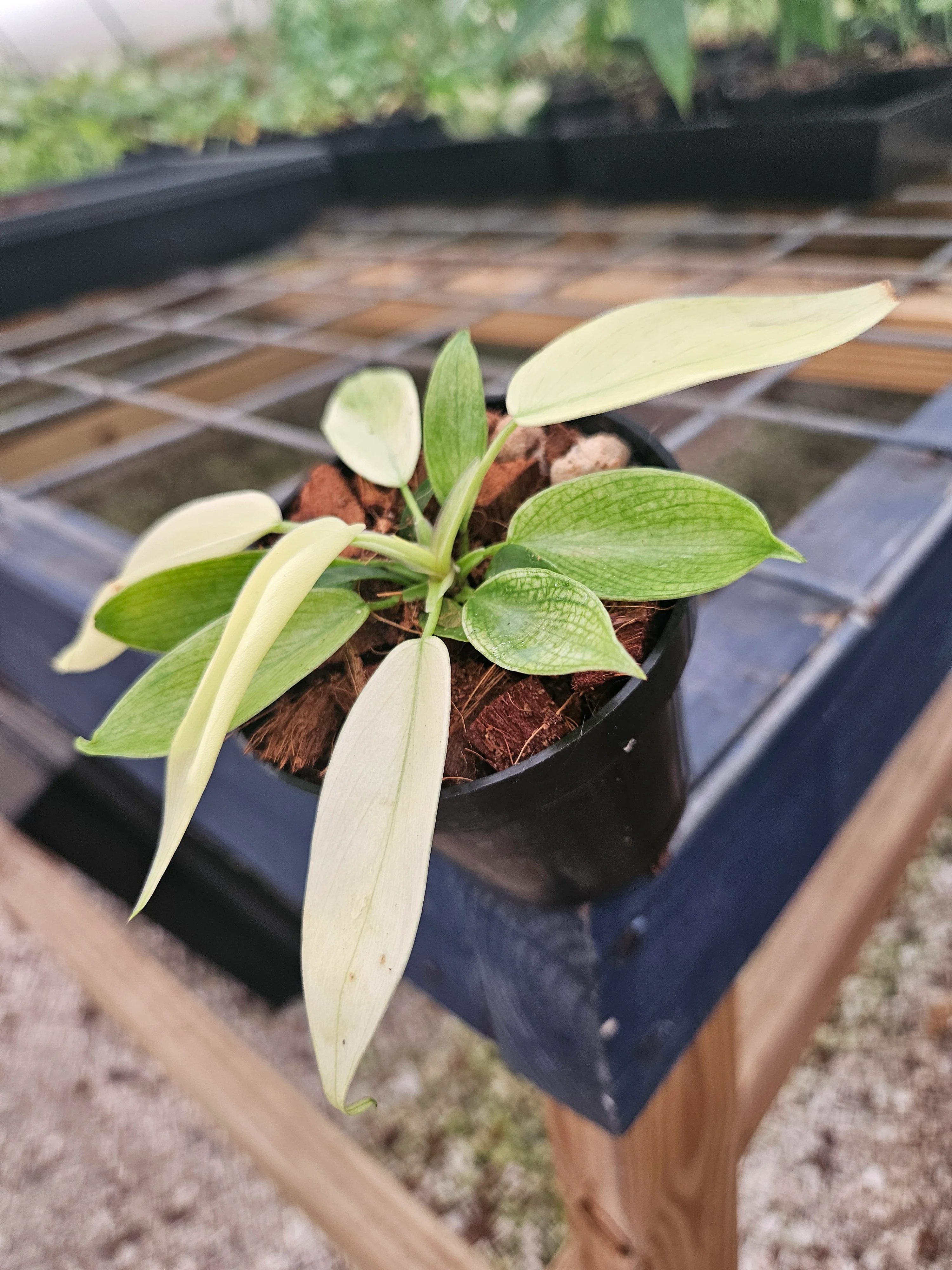 Philodendron Florida Ghost - Image 11