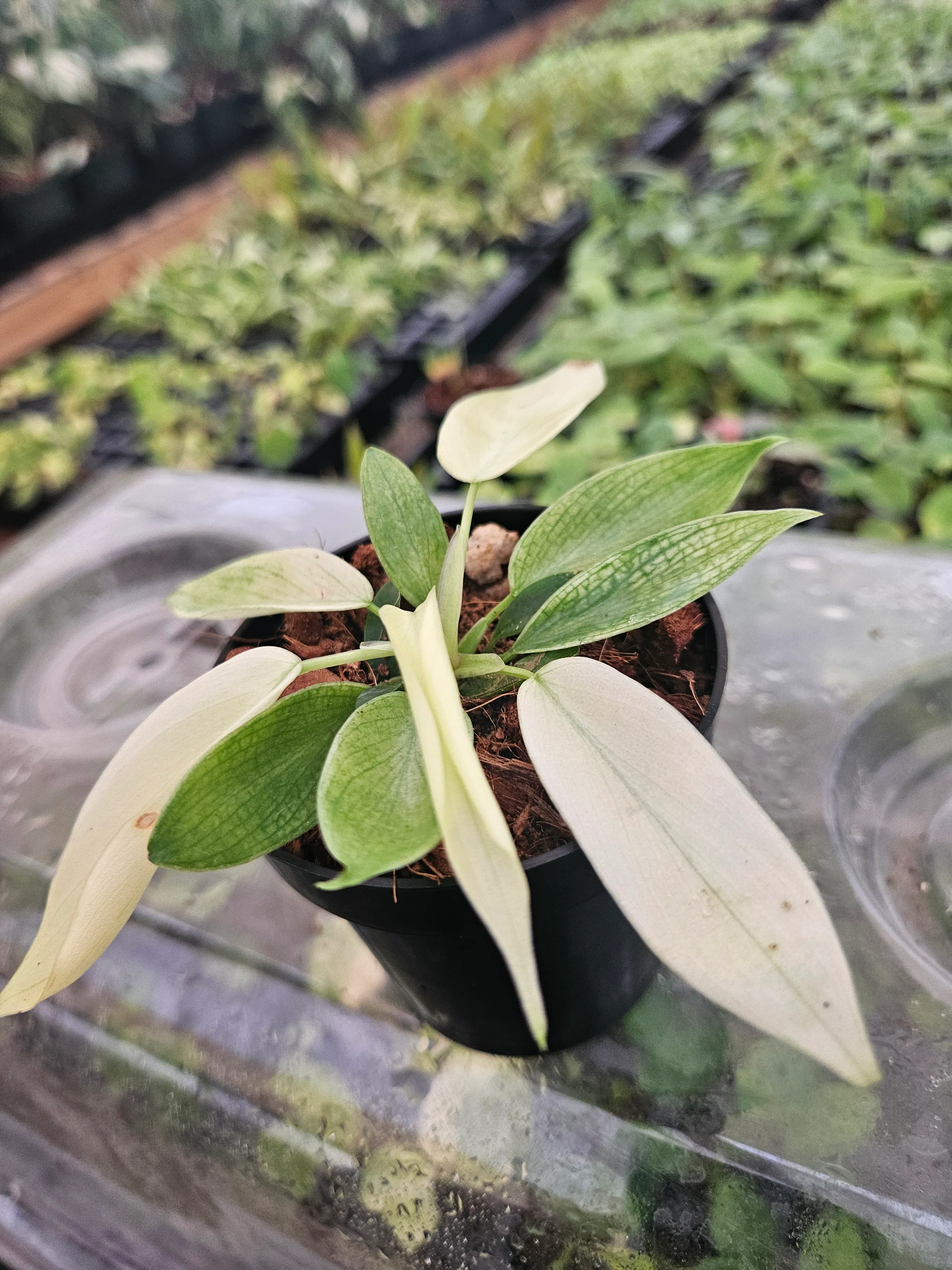 Philodendron Florida Ghost - Image 3