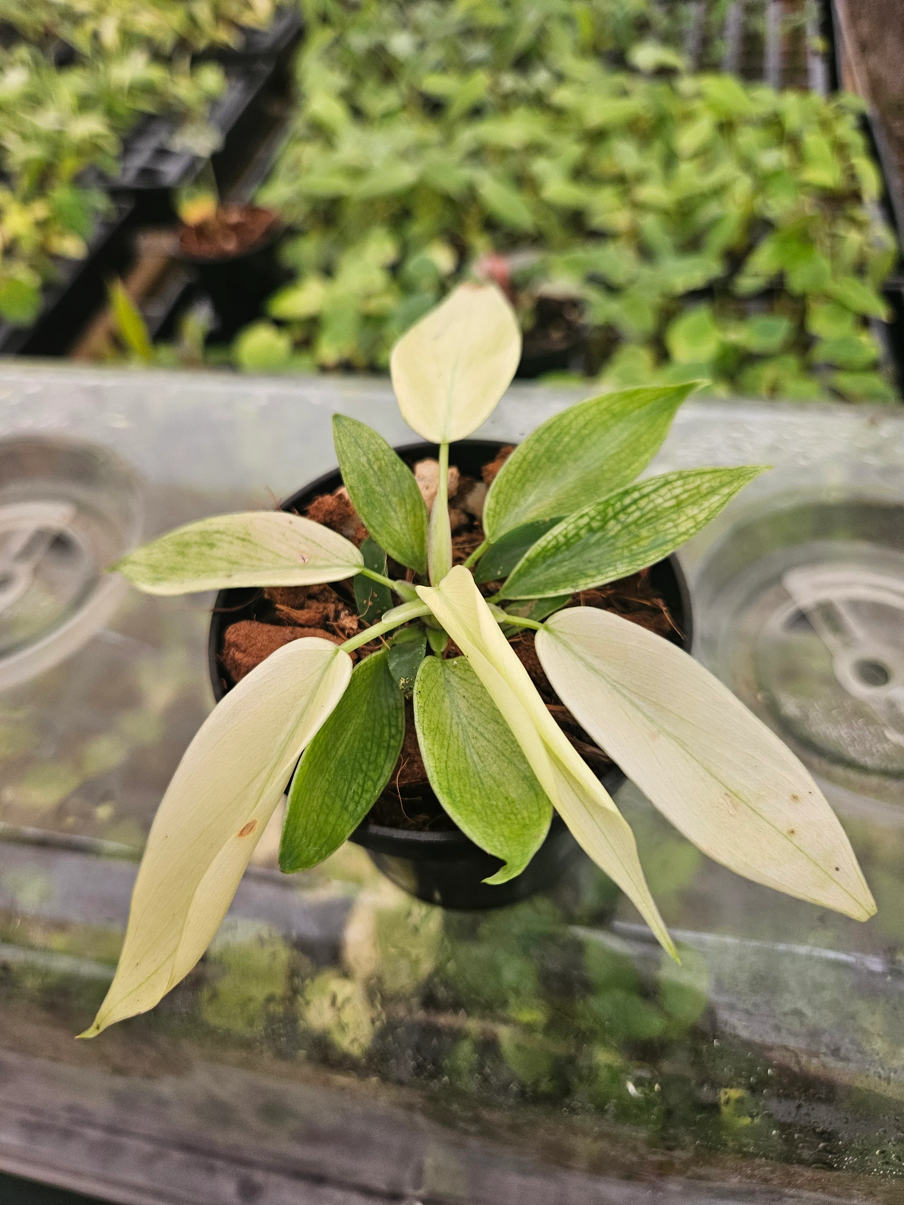 Philodendron Florida Ghost - Image 4