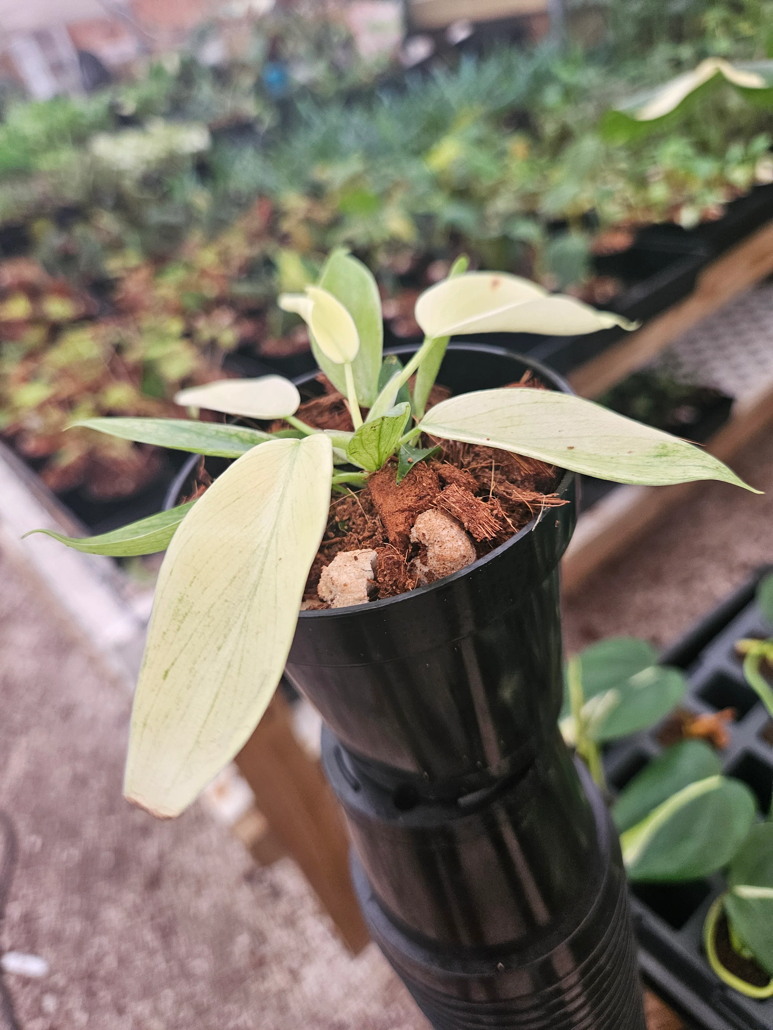 Philodendron Florida Ghost - Image 5