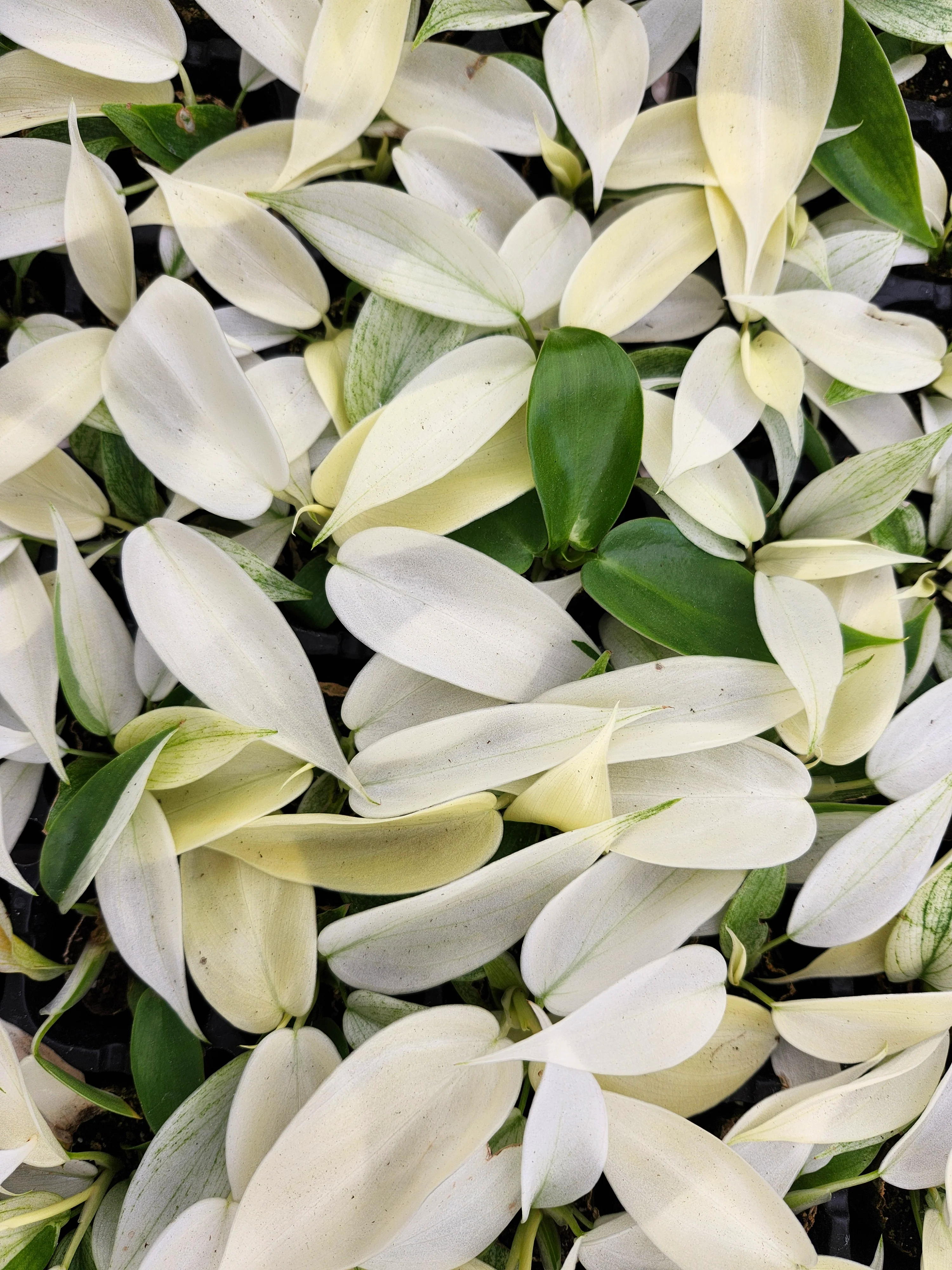 Philodendron Florida Ghost - Image 6