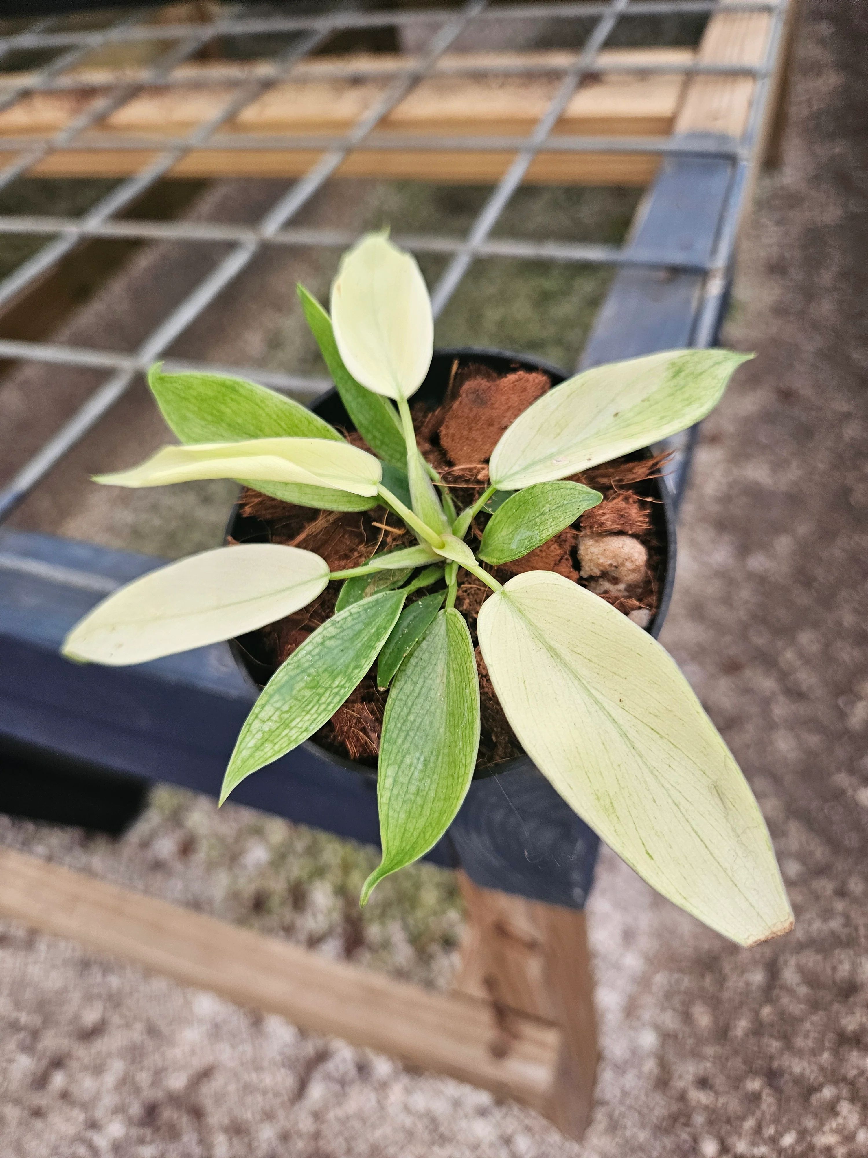 Philodendron Florida Ghost - Image 7