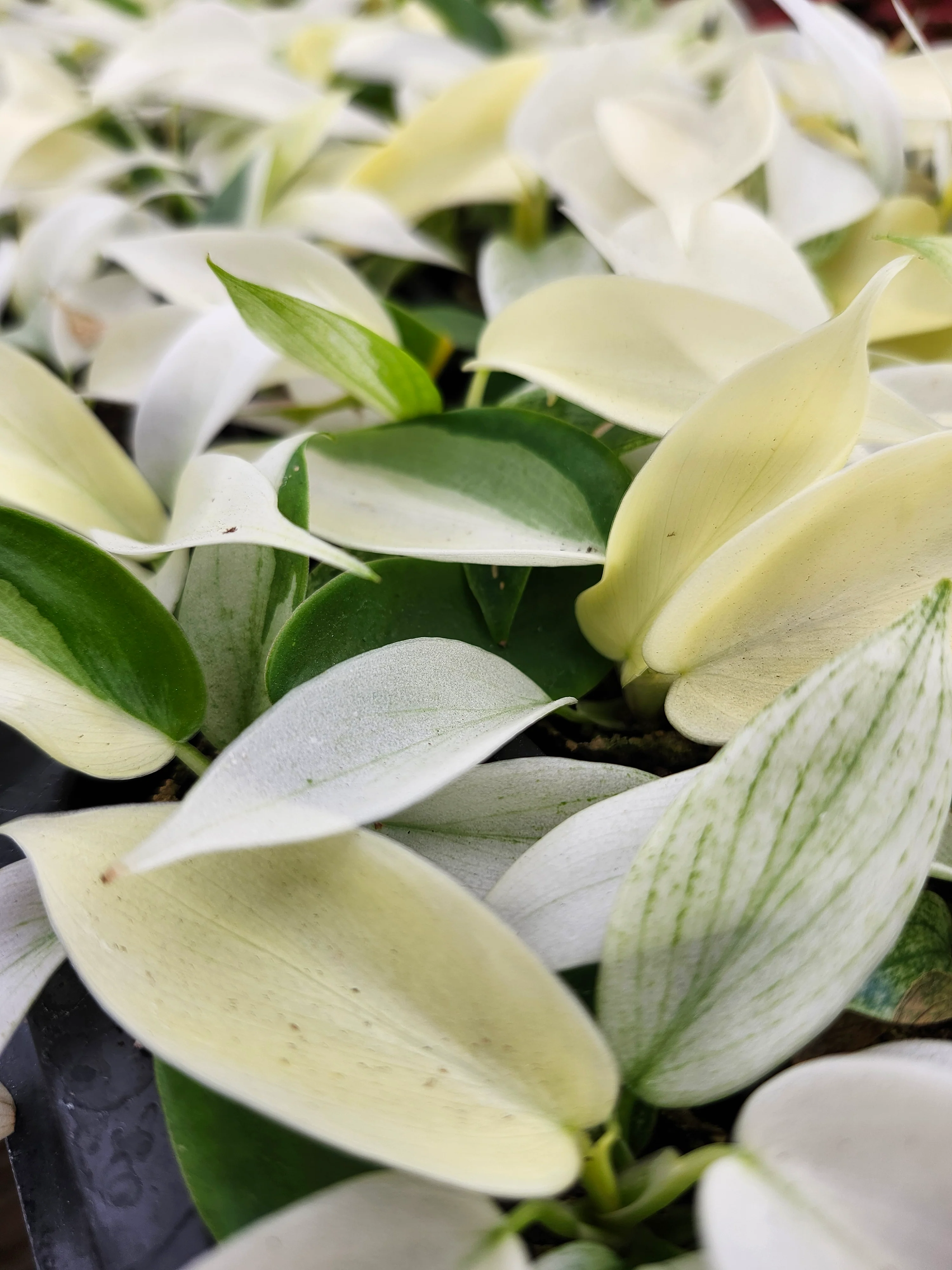 Philodendron Florida Ghost - Image 8