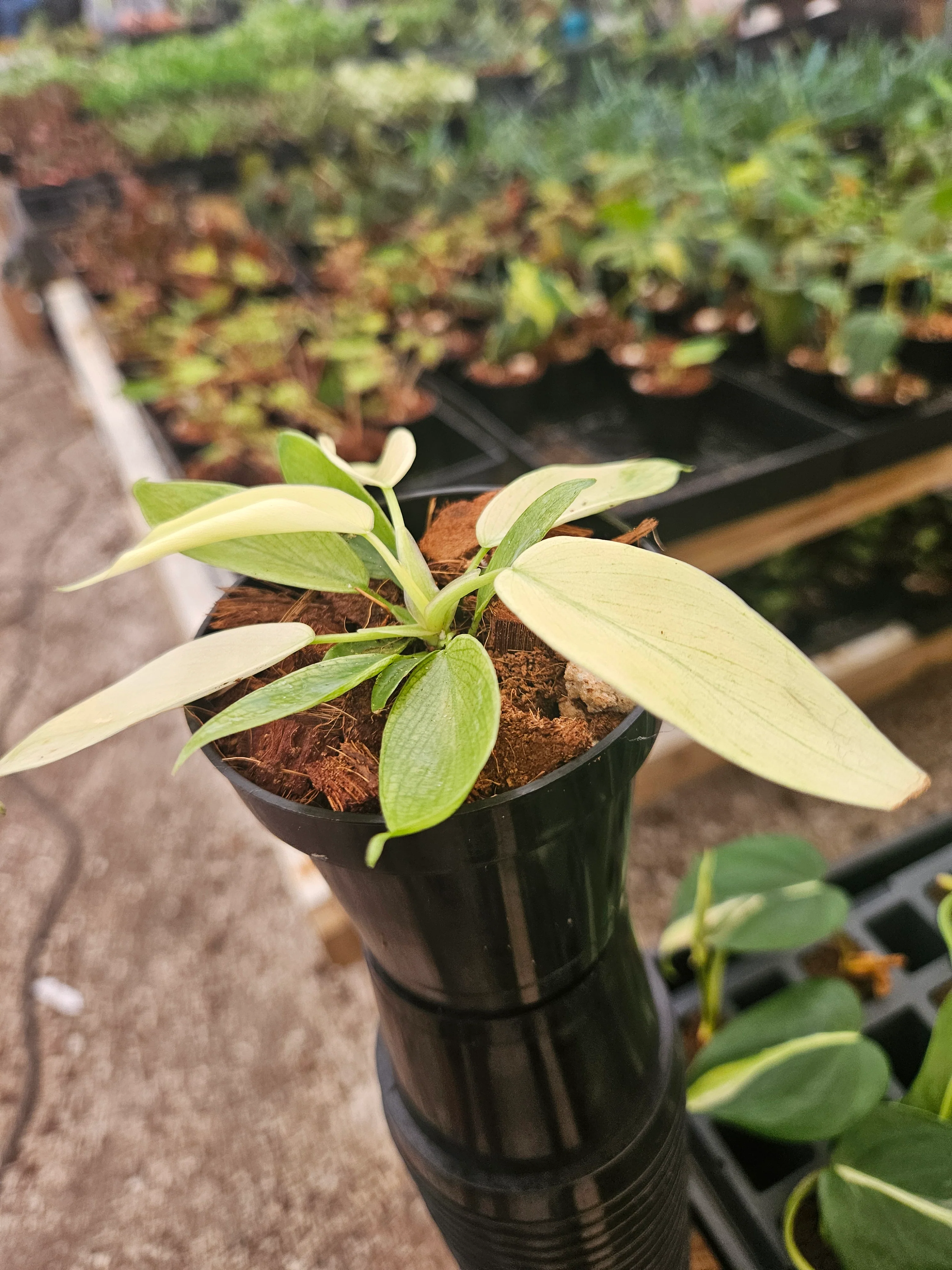 Philodendron Florida Ghost - Image 9