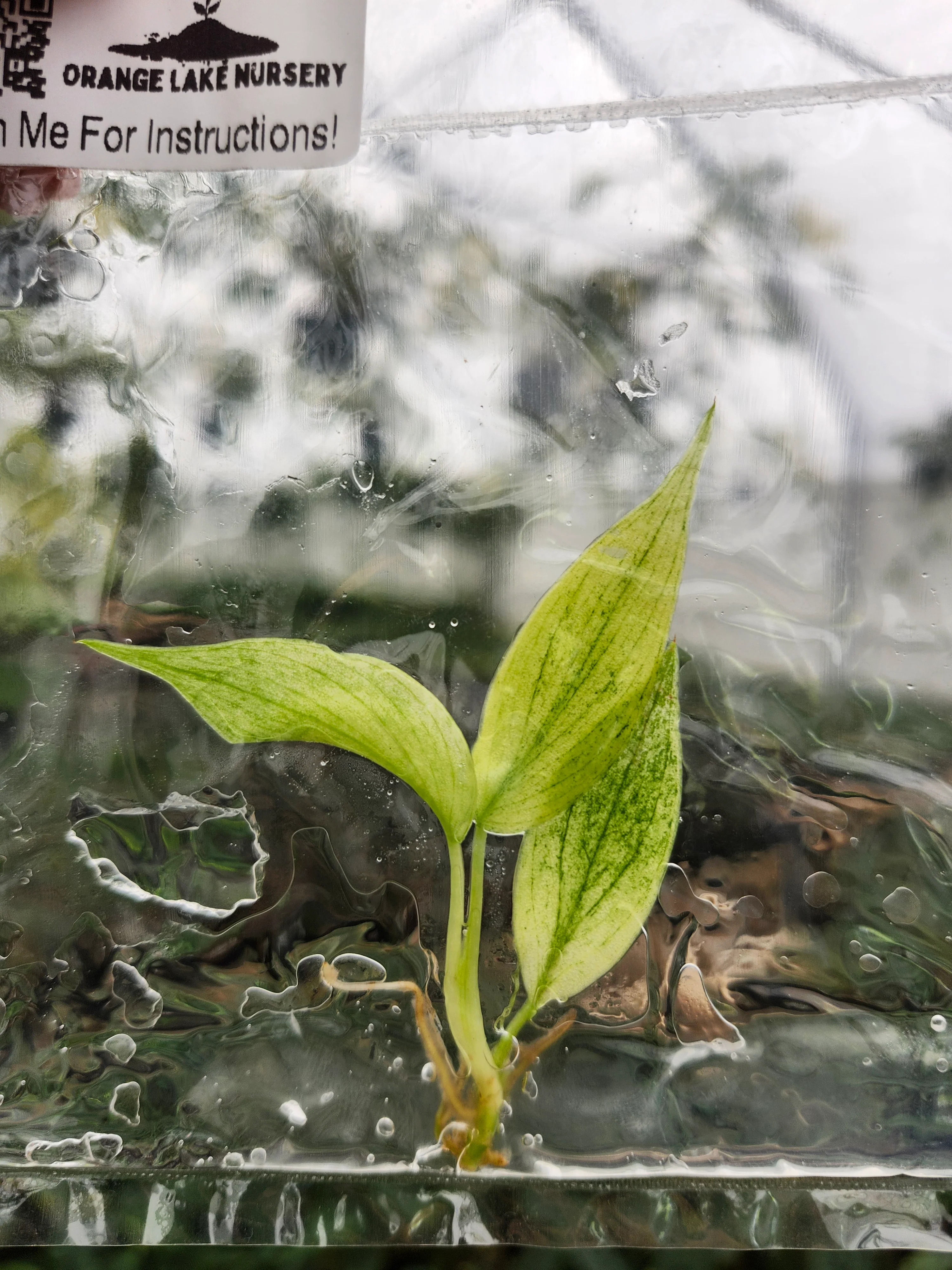 Philodendron Florida Ghost Tissue Culture - Image 2