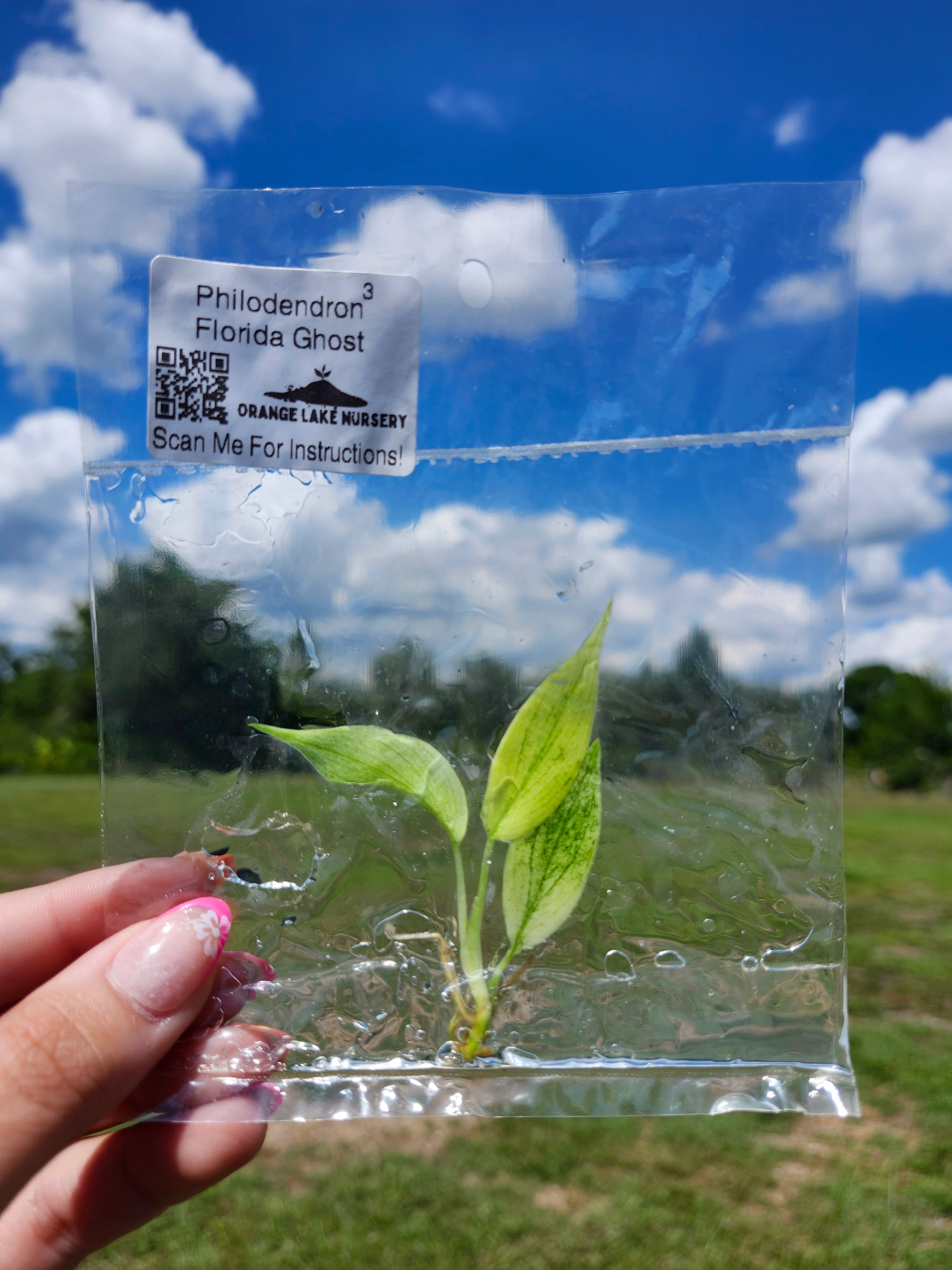 Philodendron Florida Ghost Tissue Culture - Image 4