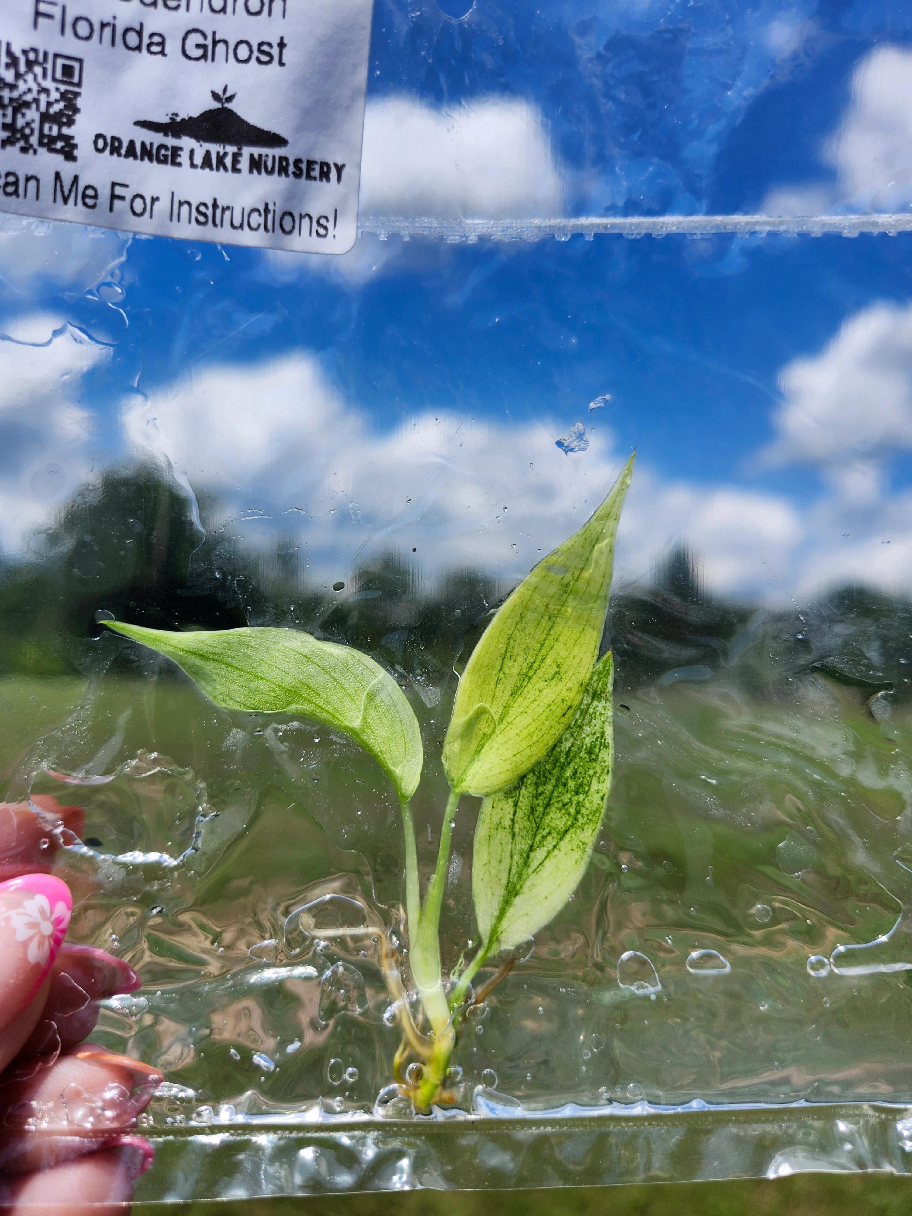 Philodendron Florida Ghost Tissue Culture - Image 5
