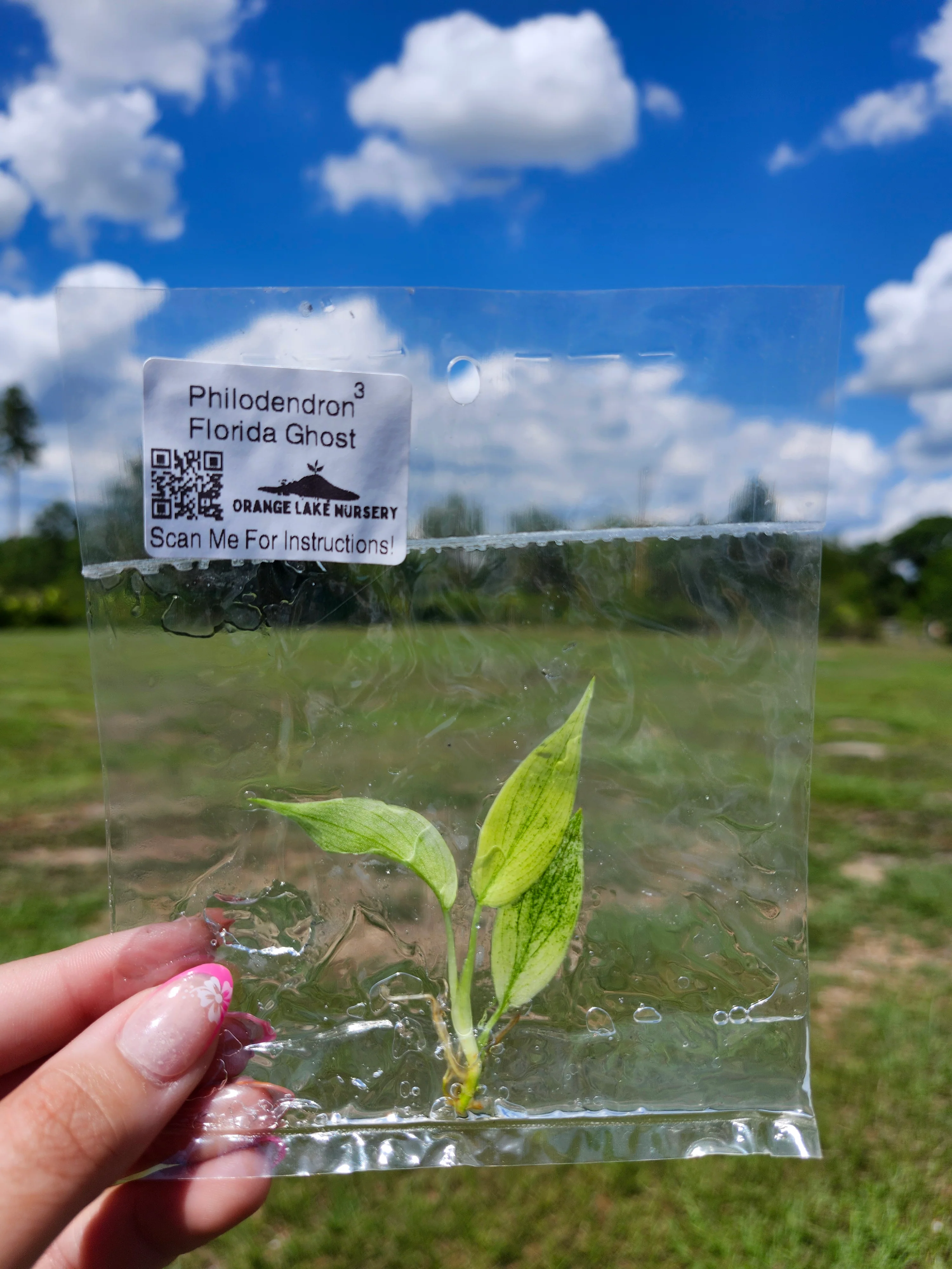 Philodendron Florida Ghost Tissue Culture - Image 6