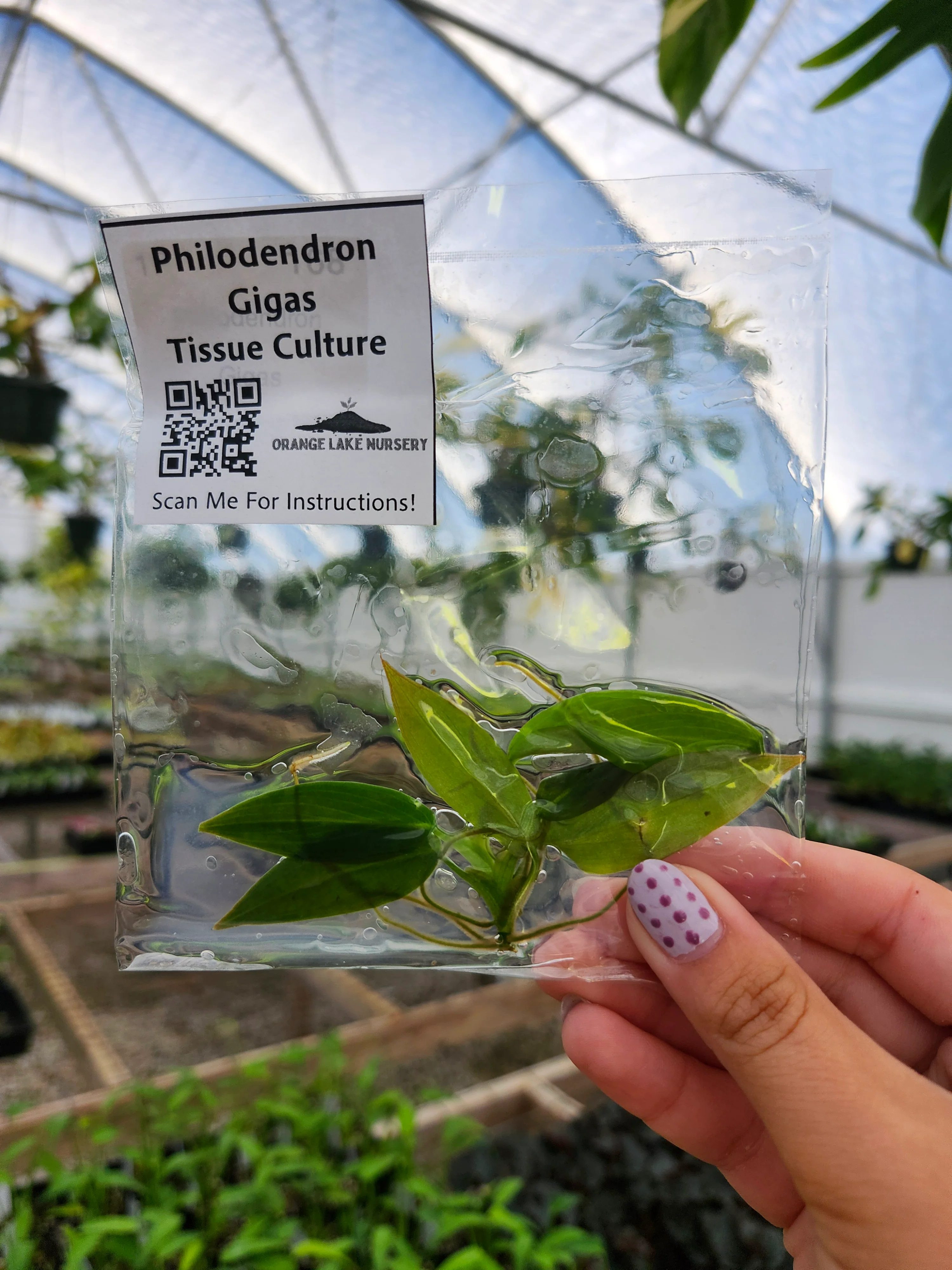 Philodendron Gigas Tissue Culture