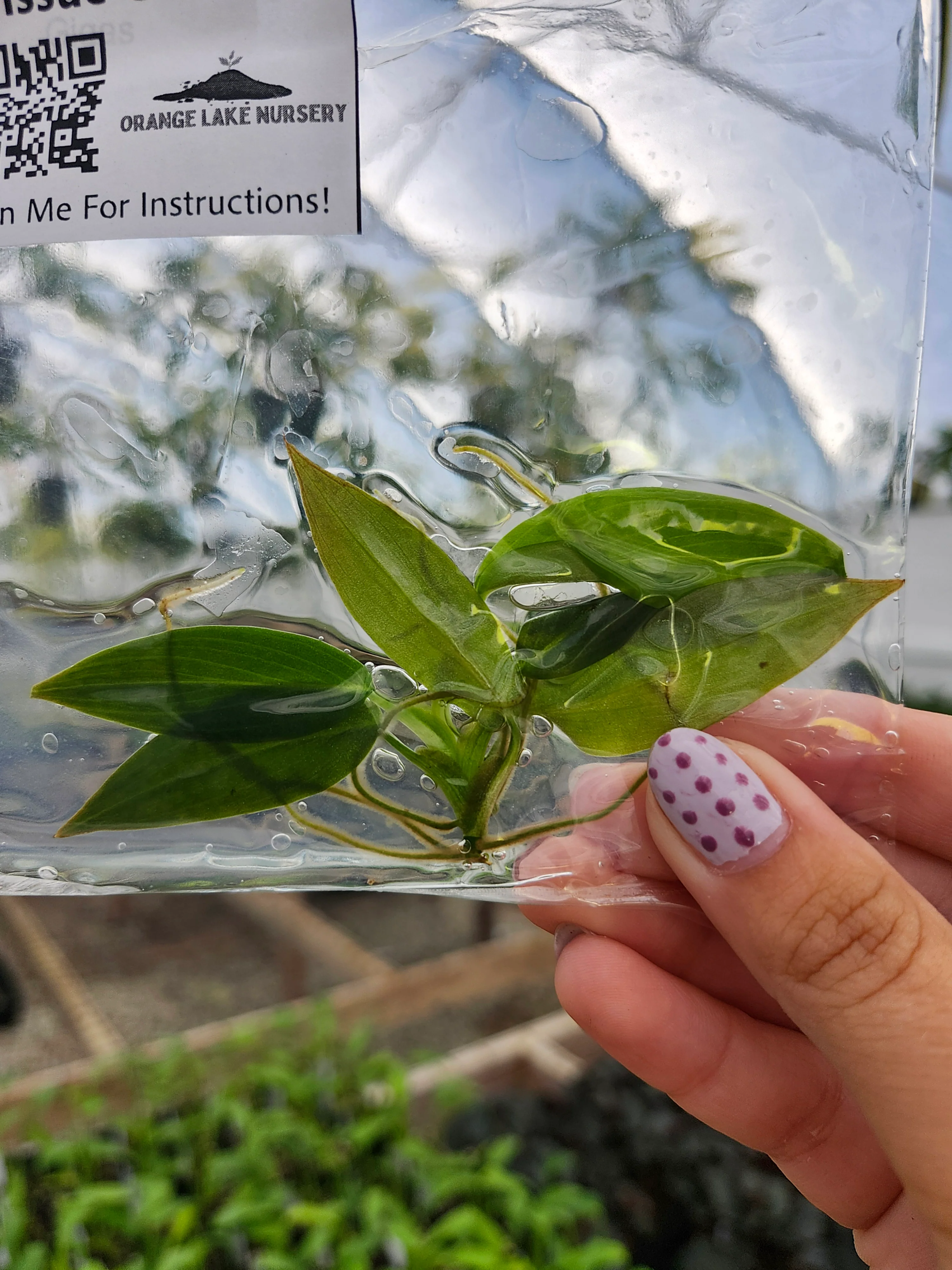Philodendron Gigas Tissue Culture - Image 2