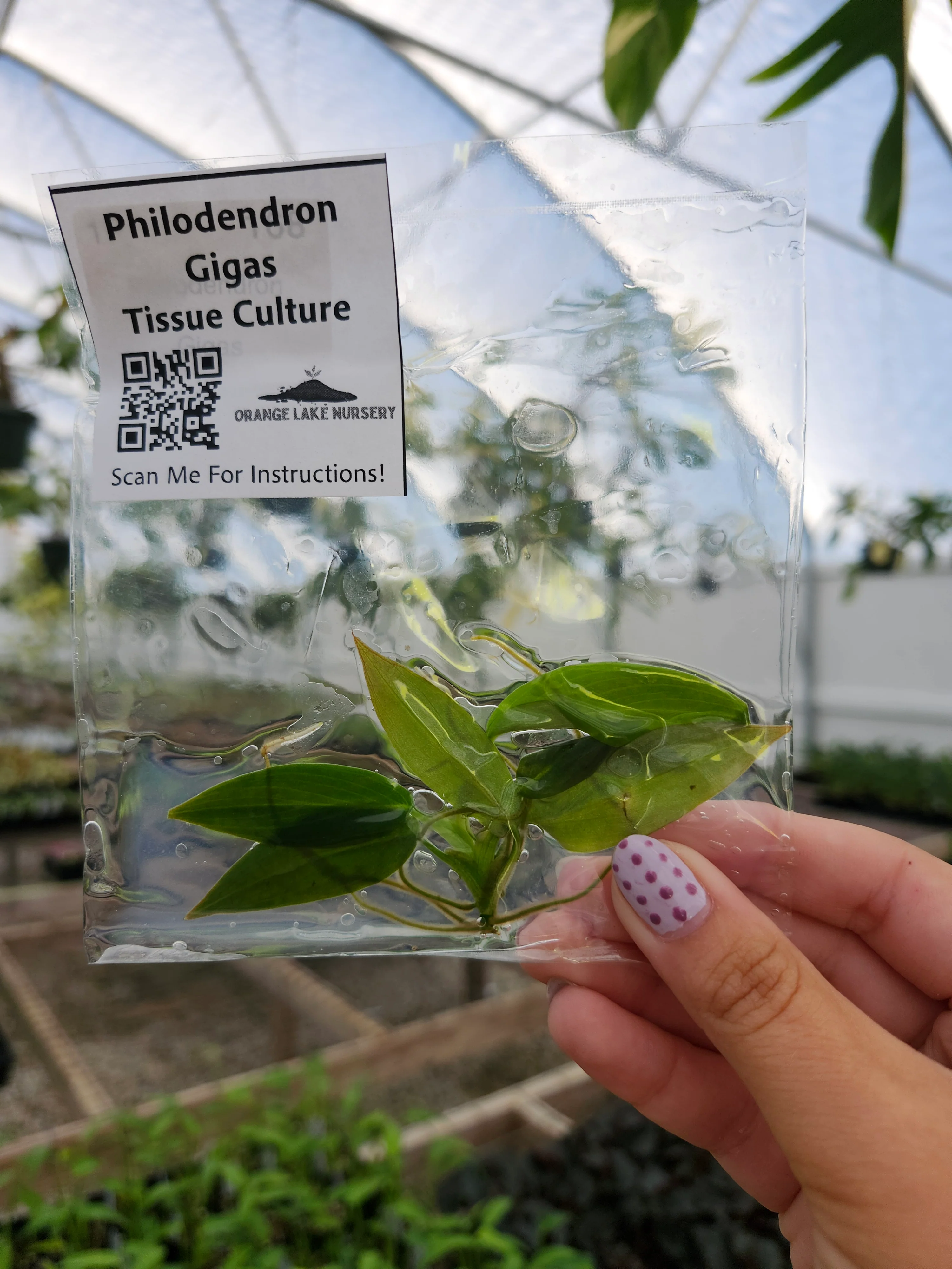 Philodendron Gigas Tissue Culture - Image 3