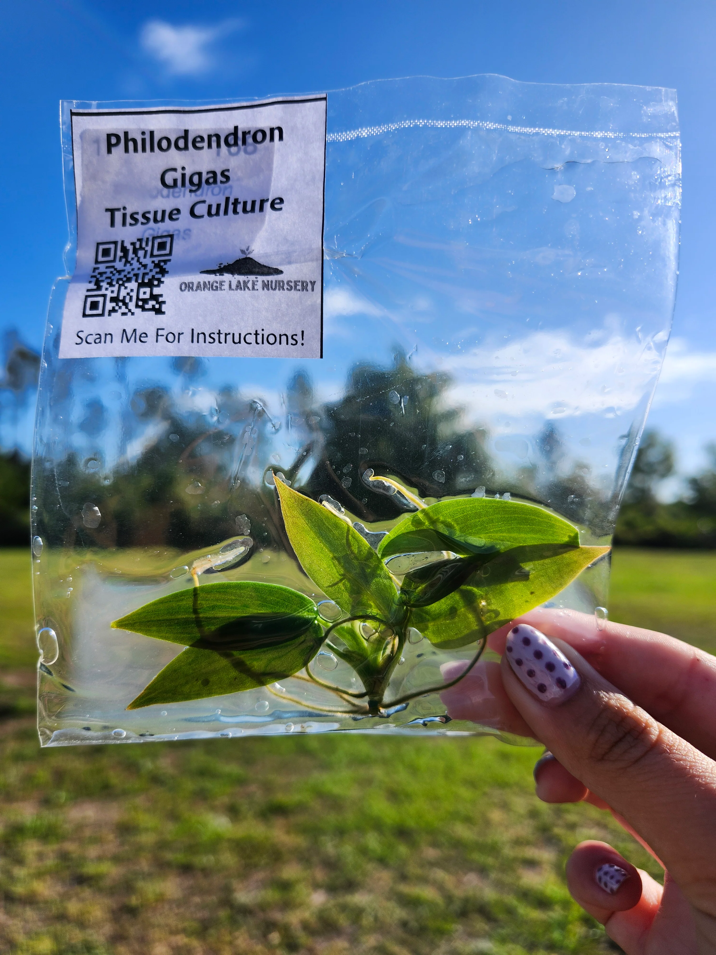 Philodendron Gigas Tissue Culture - Image 4