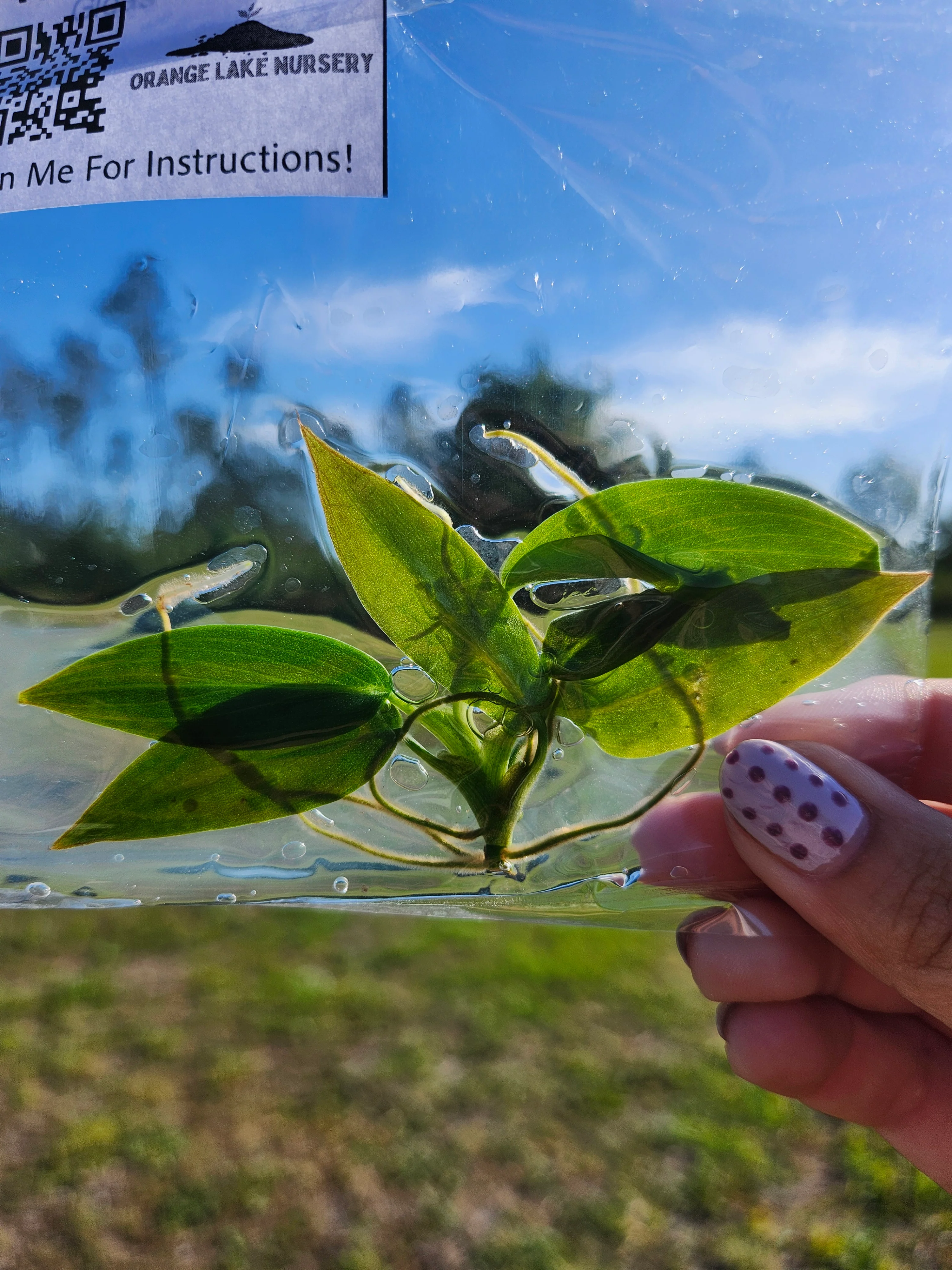 Philodendron Gigas Tissue Culture - Image 5