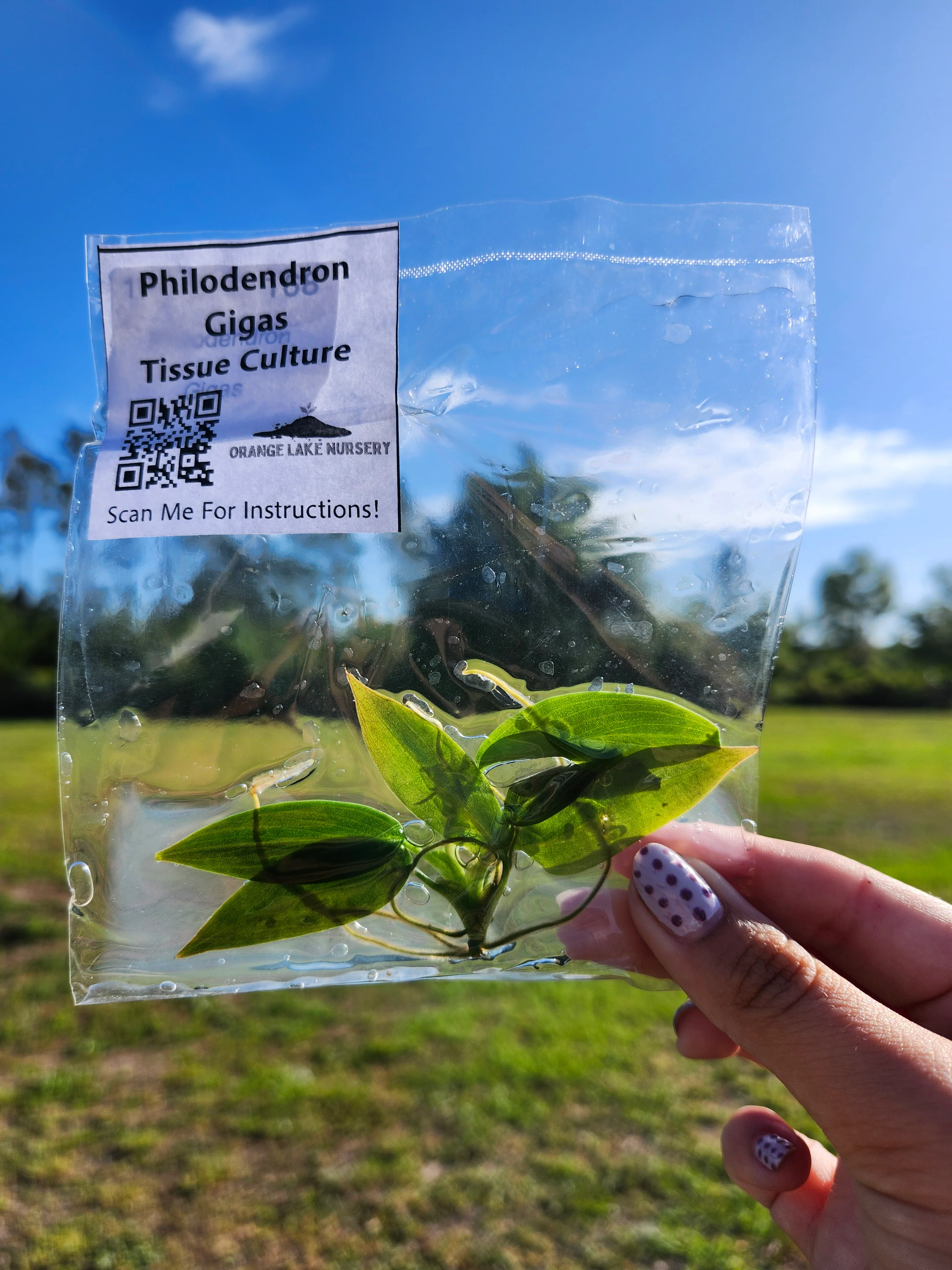 Philodendron Gigas Tissue Culture - Image 6