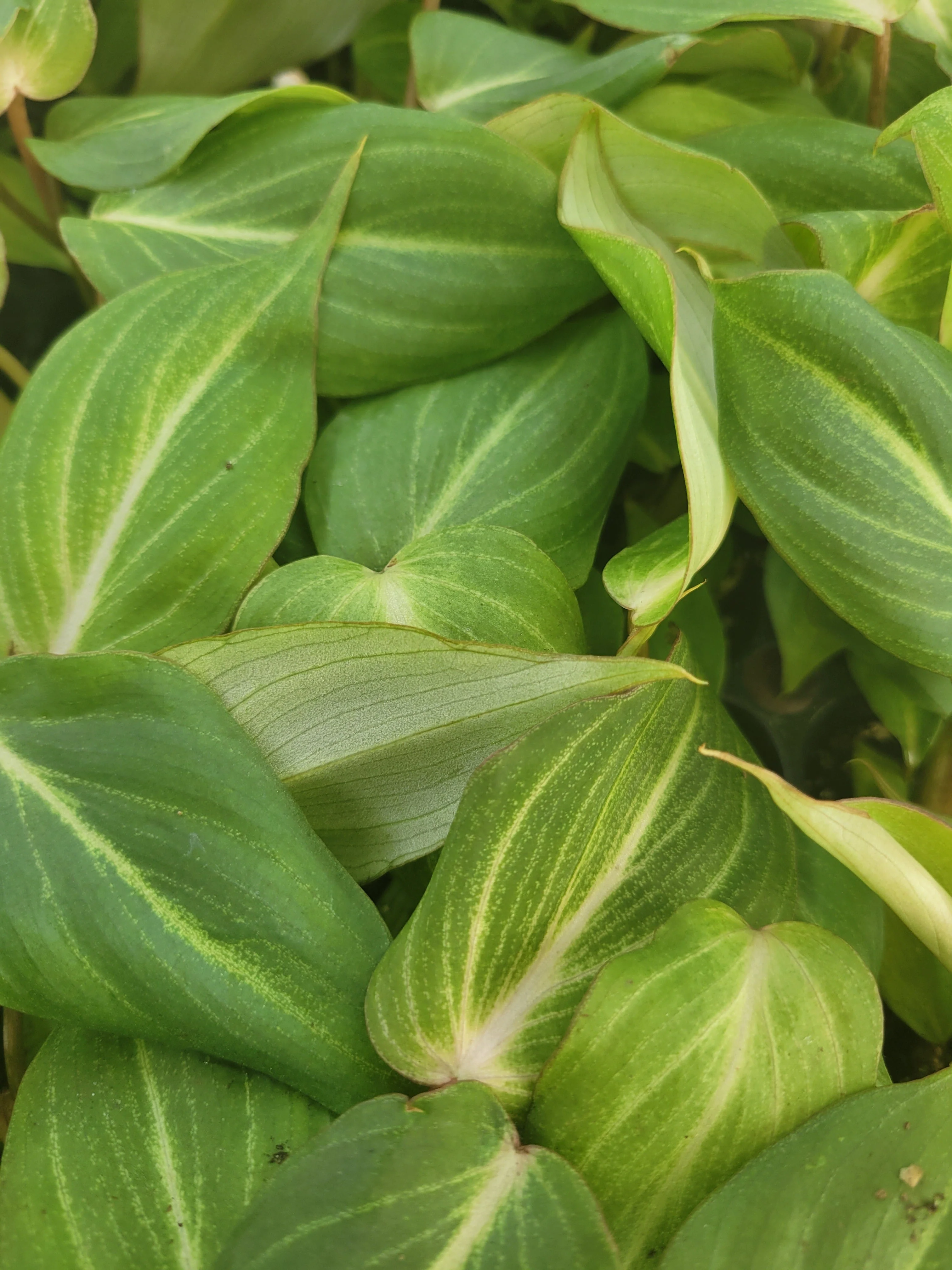 Philodendron Gloriosum