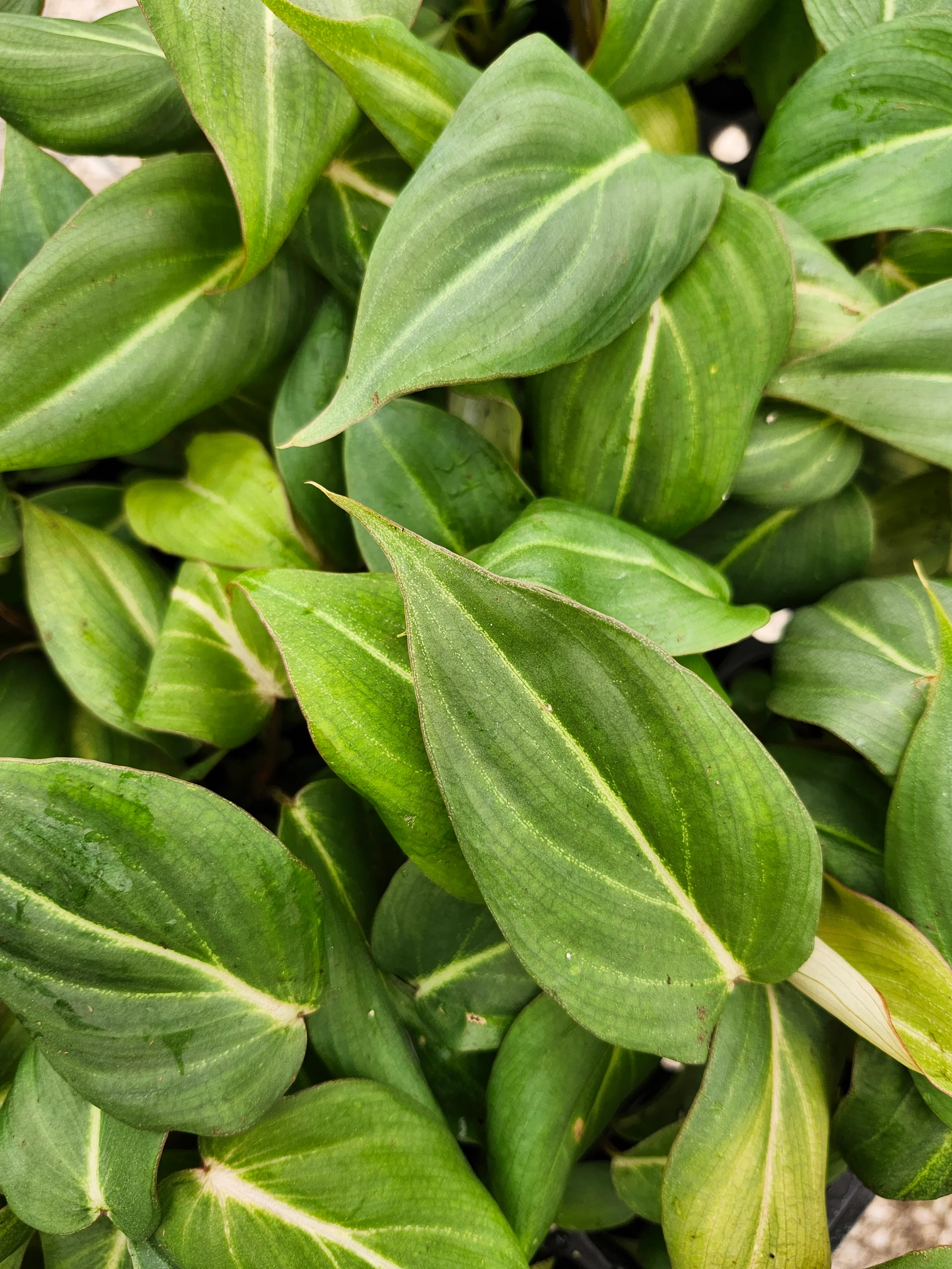 Philodendron Gloriosum - Image 11