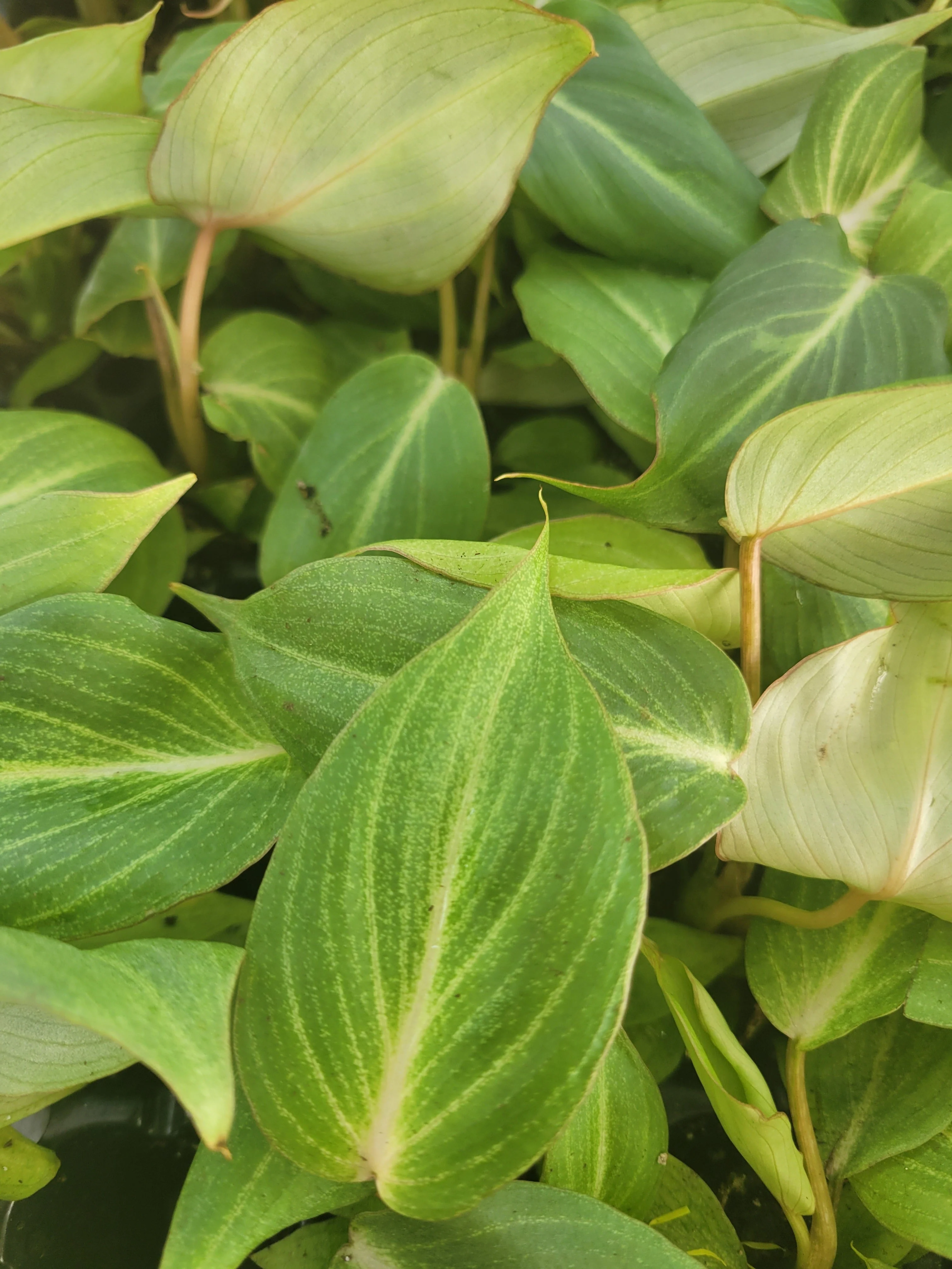 Philodendron Gloriosum - Image 4