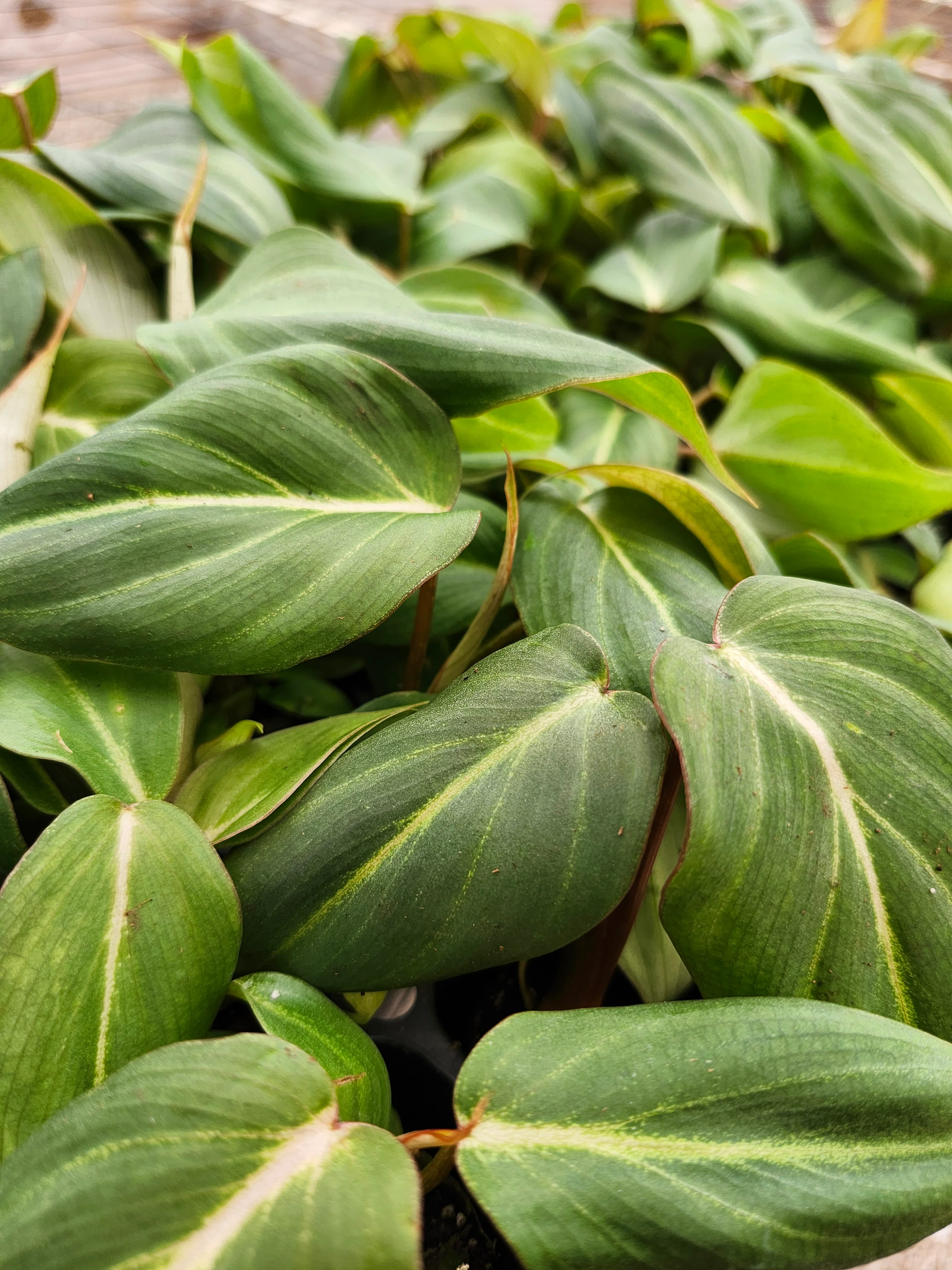 Philodendron Gloriosum - Image 5