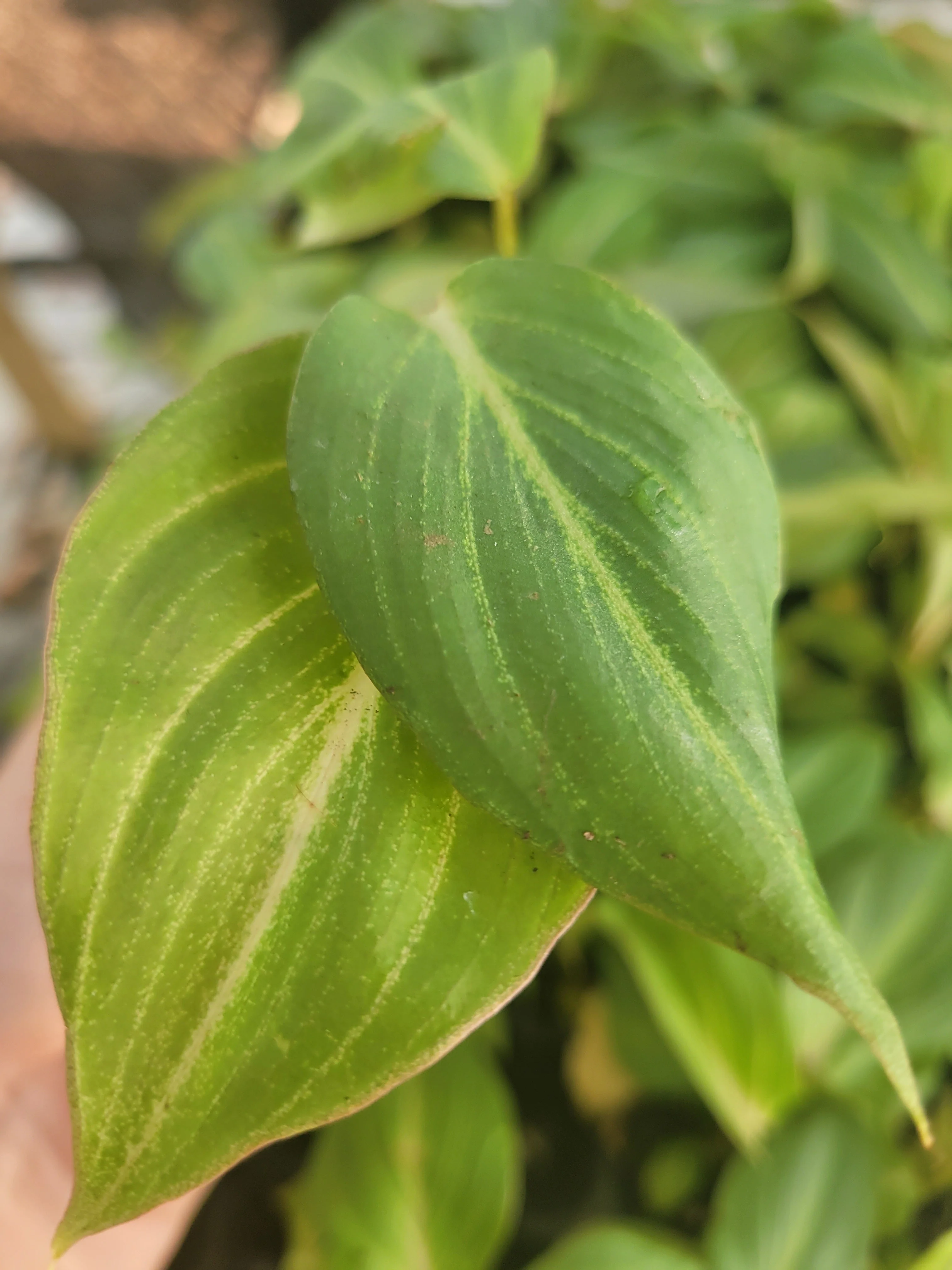 Philodendron Gloriosum - Image 6