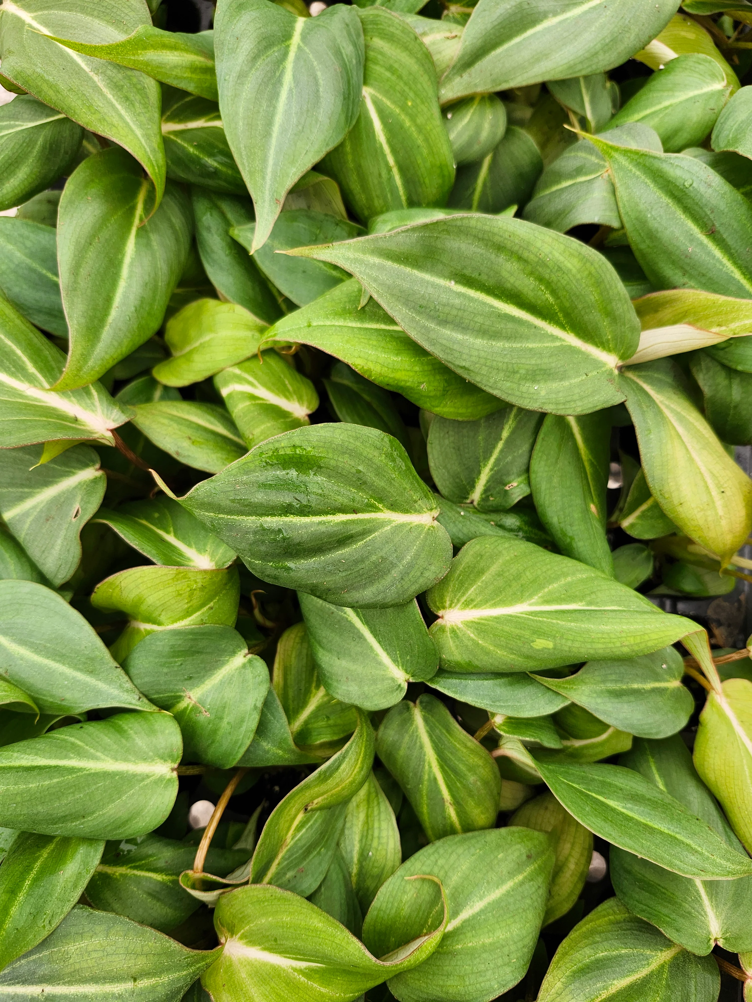 Philodendron Gloriosum - Image 7