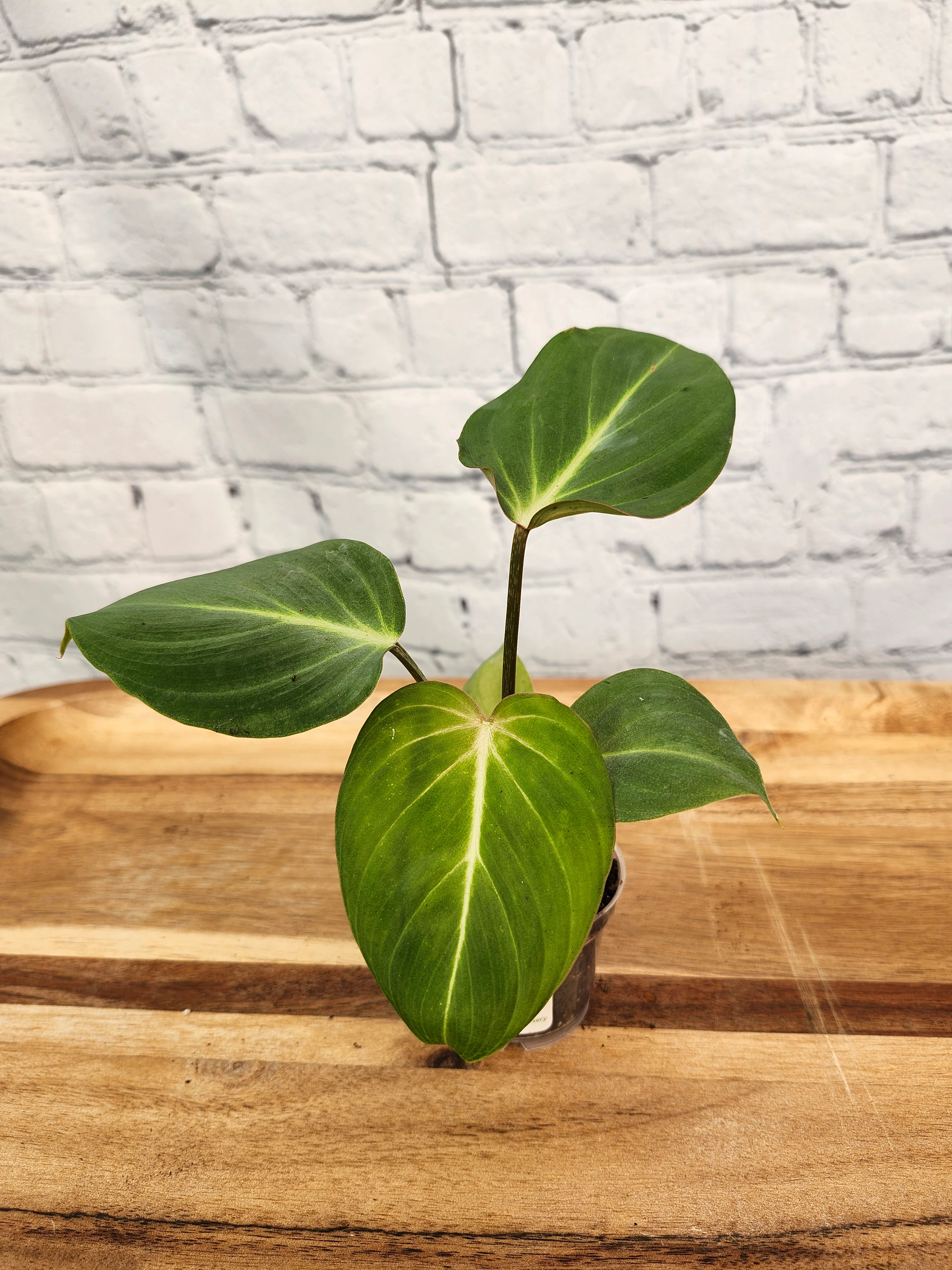 Philodendron Gloriosum - Image 8