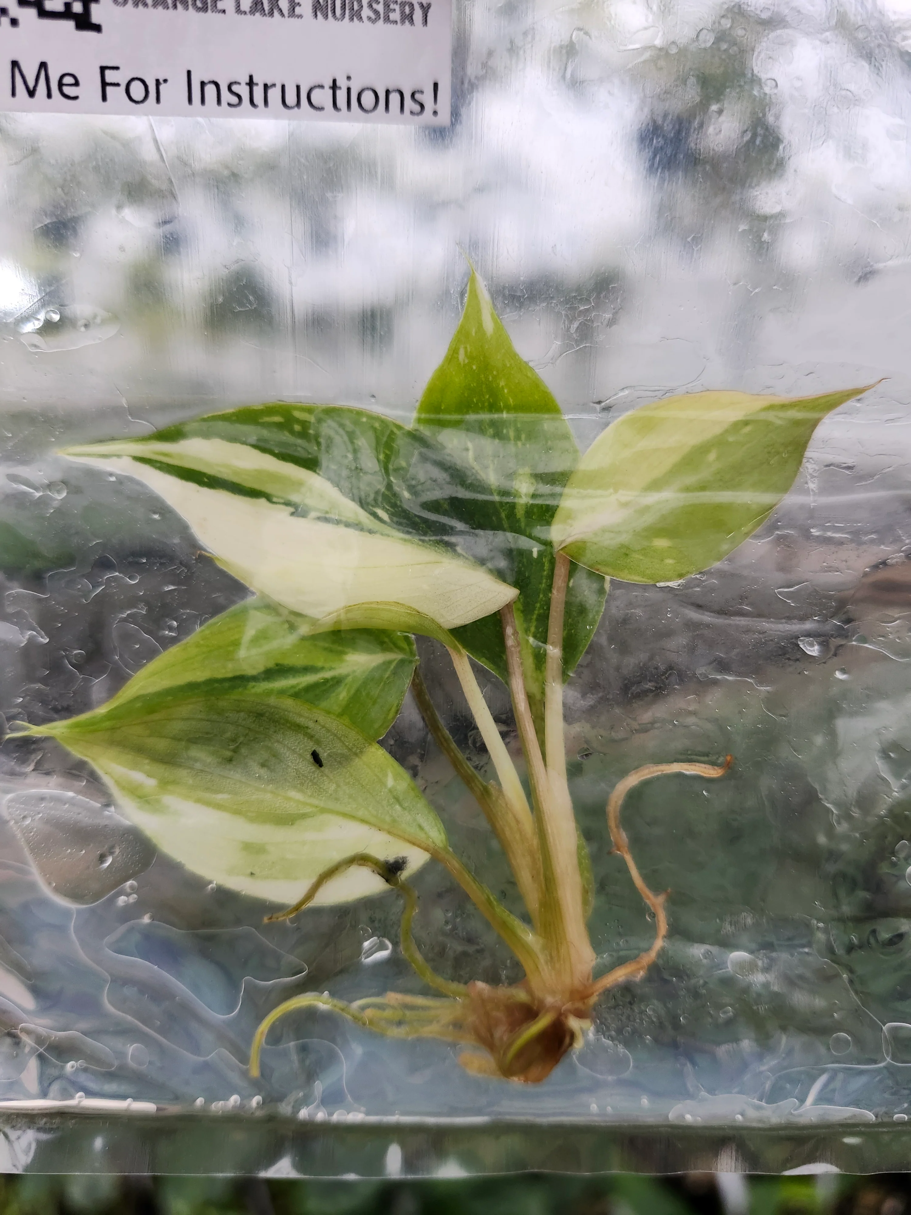 Philodendron Gloriosum Tricolor Tissue Culture - Image 2