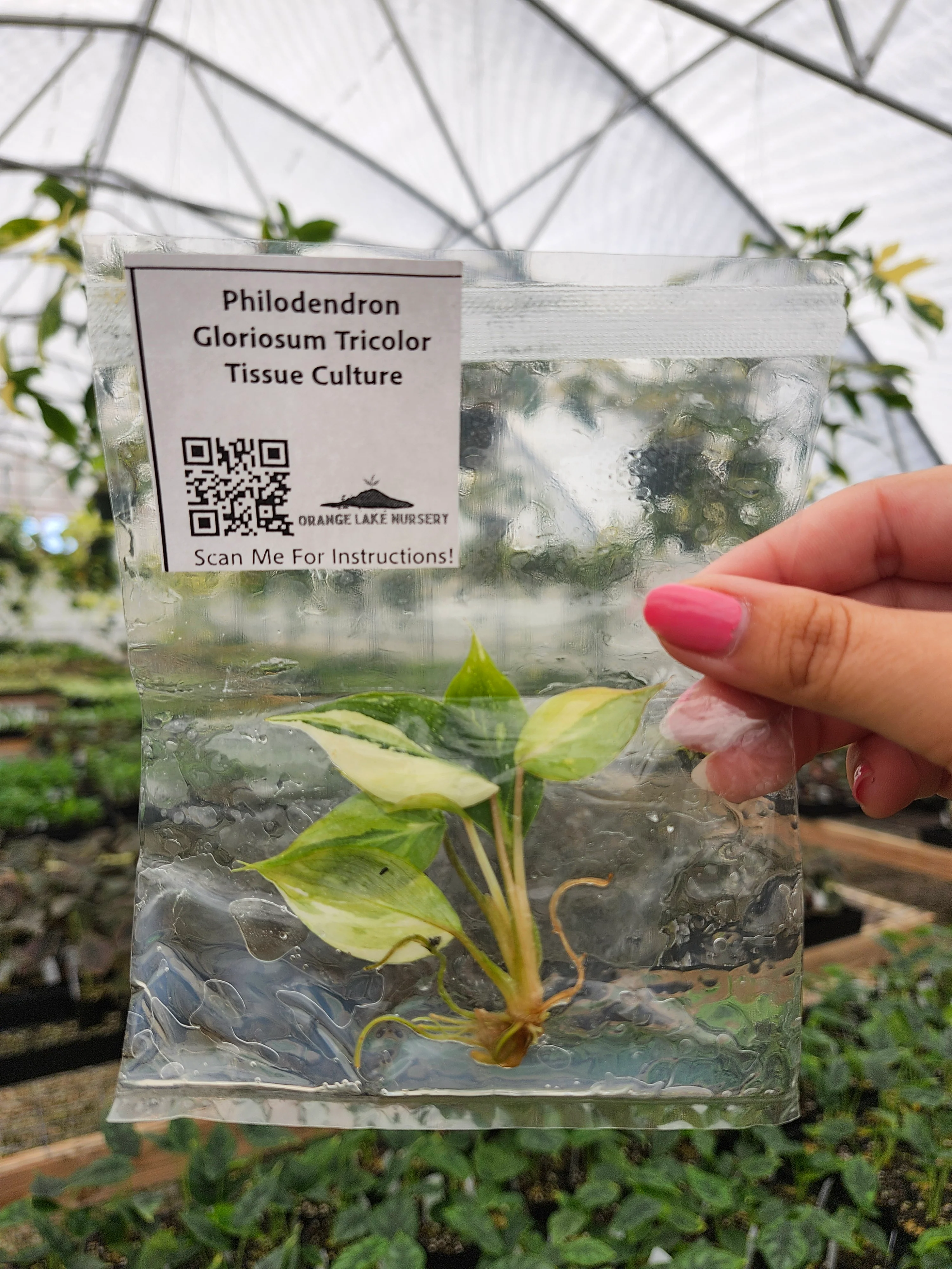 Philodendron Gloriosum Tricolor Tissue Culture - Image 3