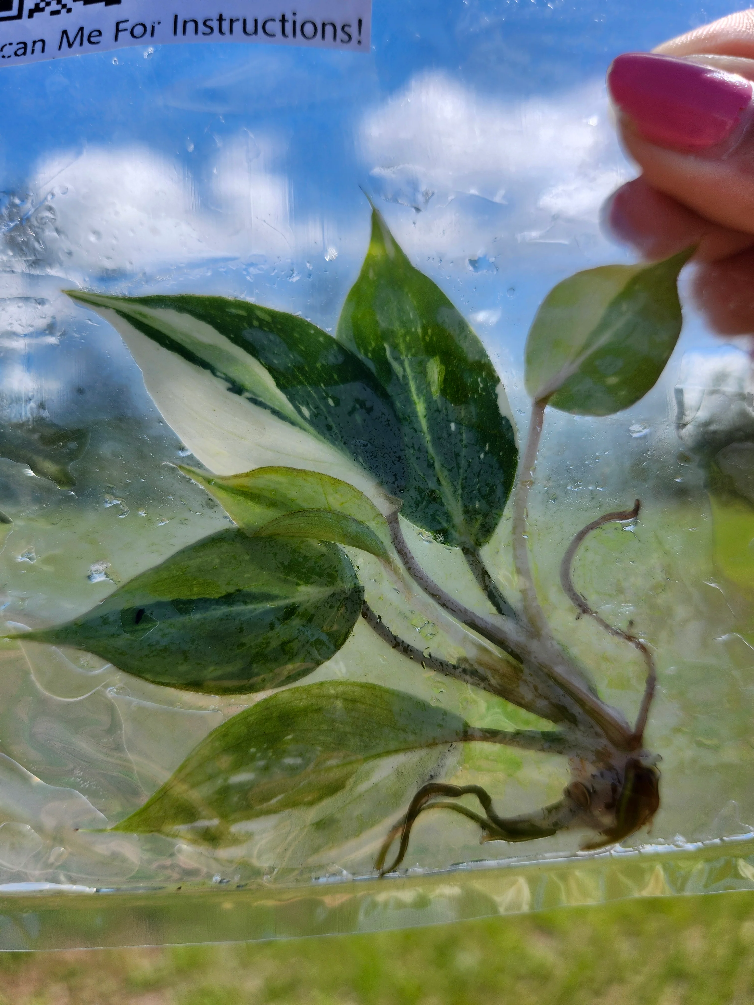 Philodendron Gloriosum Tricolor Tissue Culture - Image 4