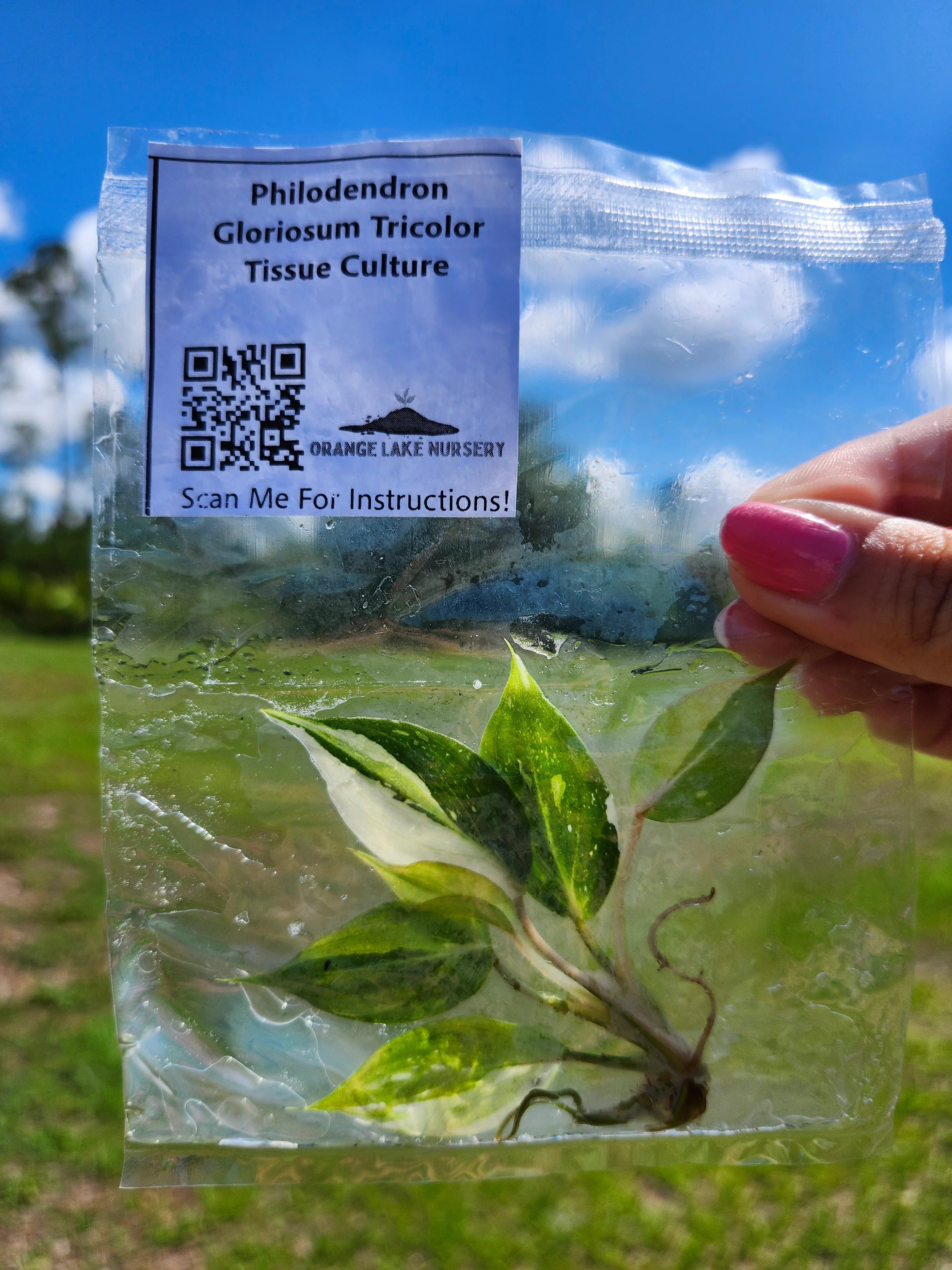 Philodendron Gloriosum Tricolor Tissue Culture - Image 5