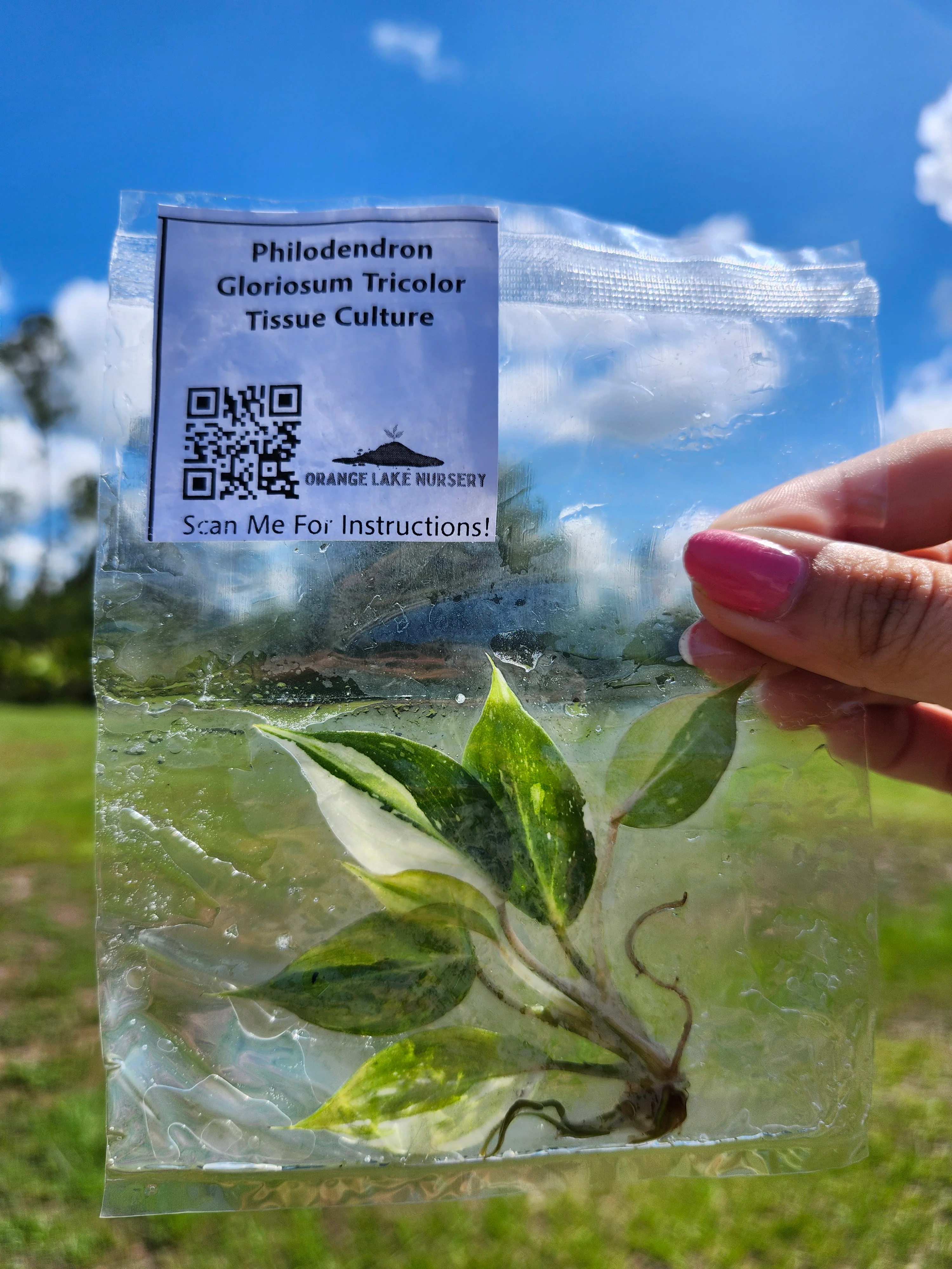 Philodendron Gloriosum Tricolor Tissue Culture - Image 6