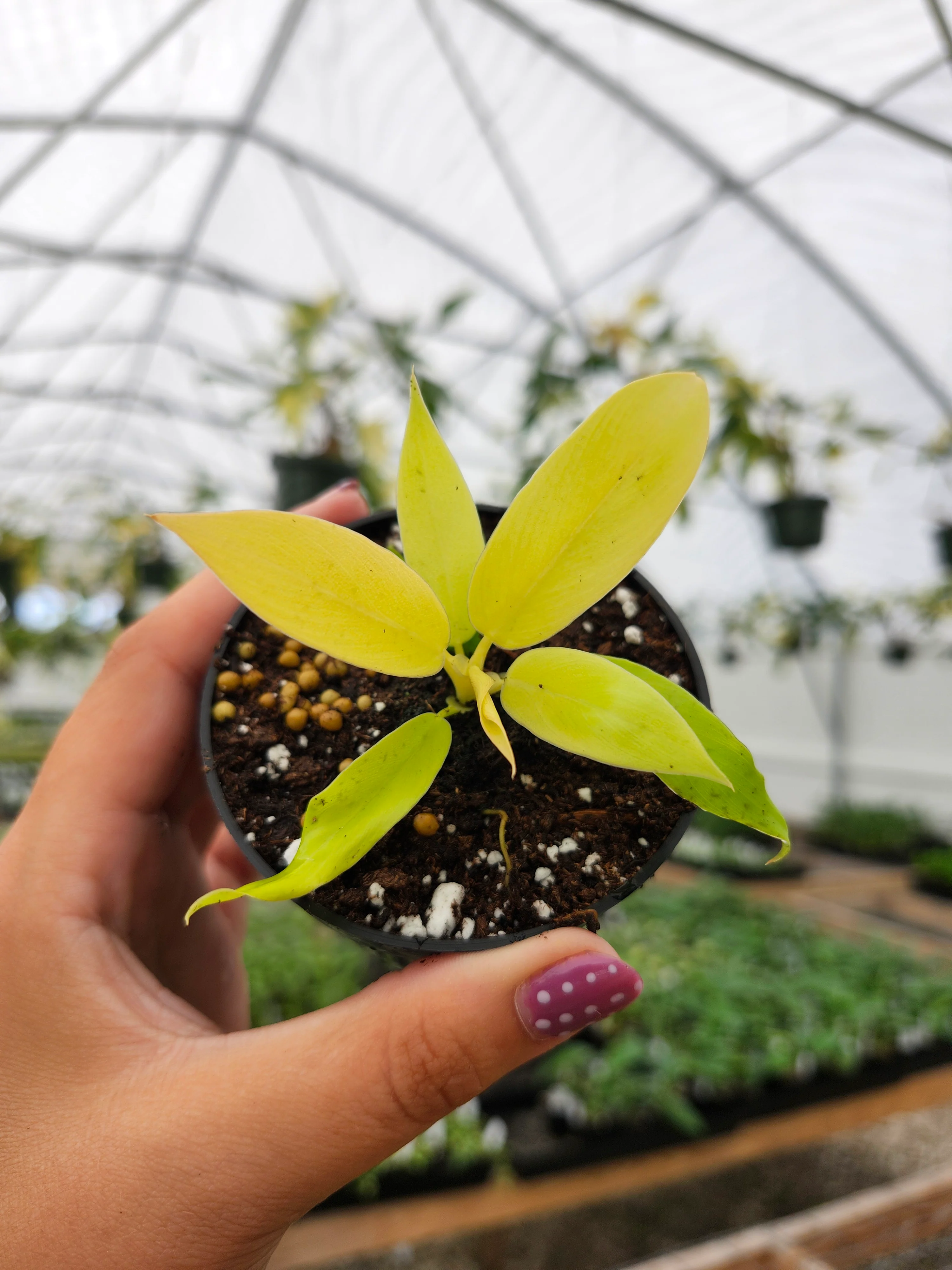 Philodendron Golden Crocodile - Image 2