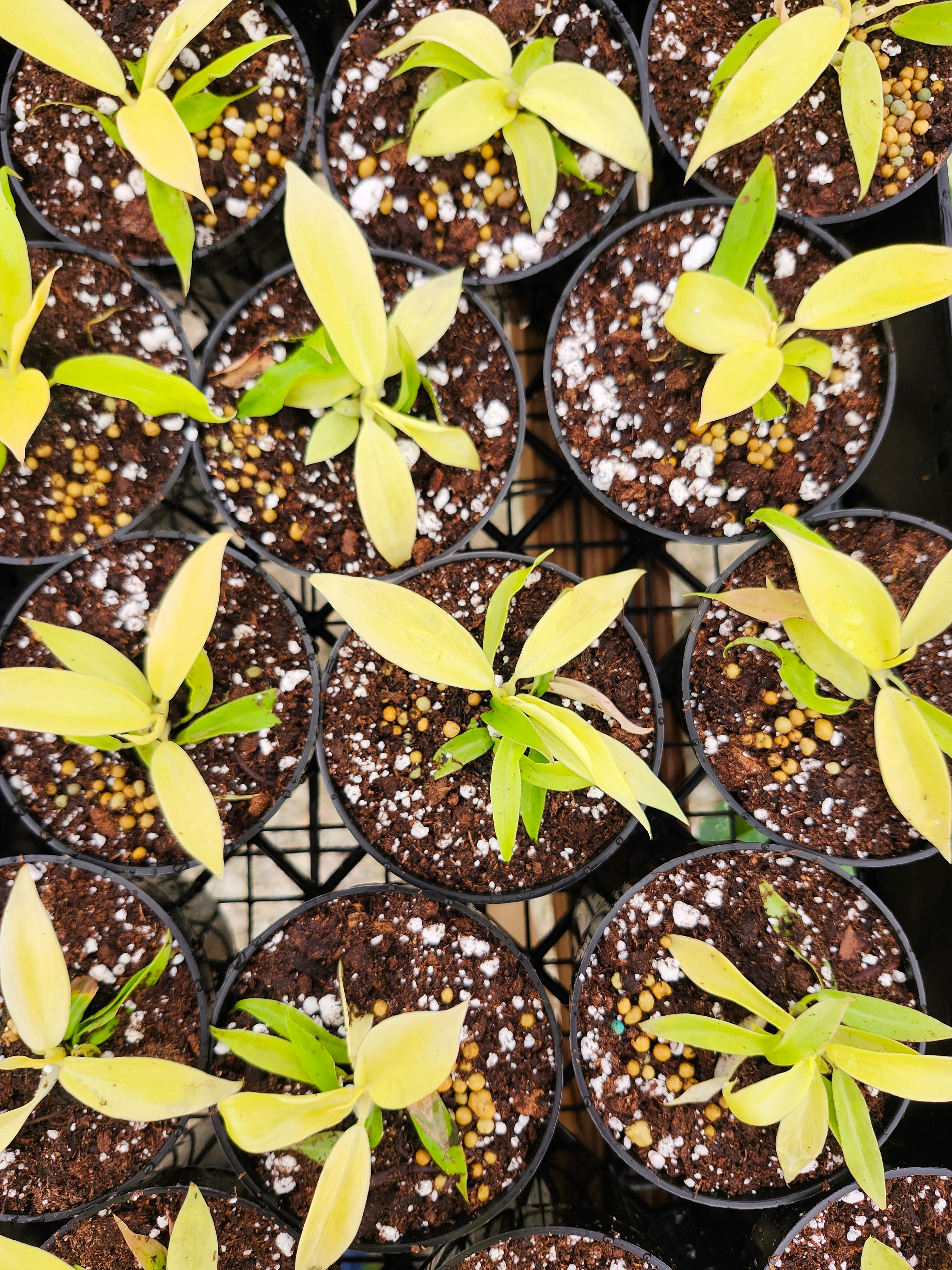 Philodendron Golden Crocodile - Image 3