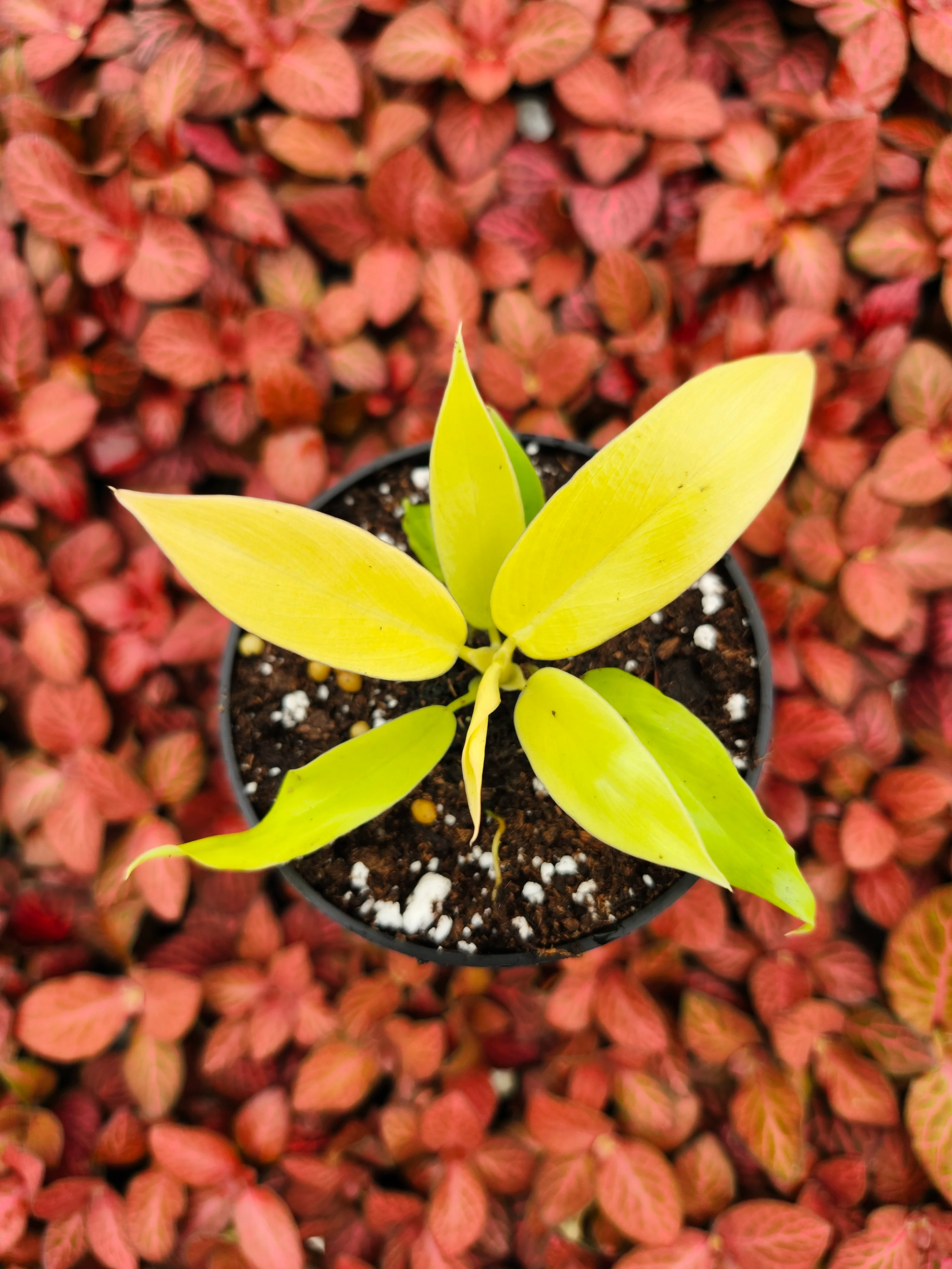 Philodendron Golden Crocodile - Image 4