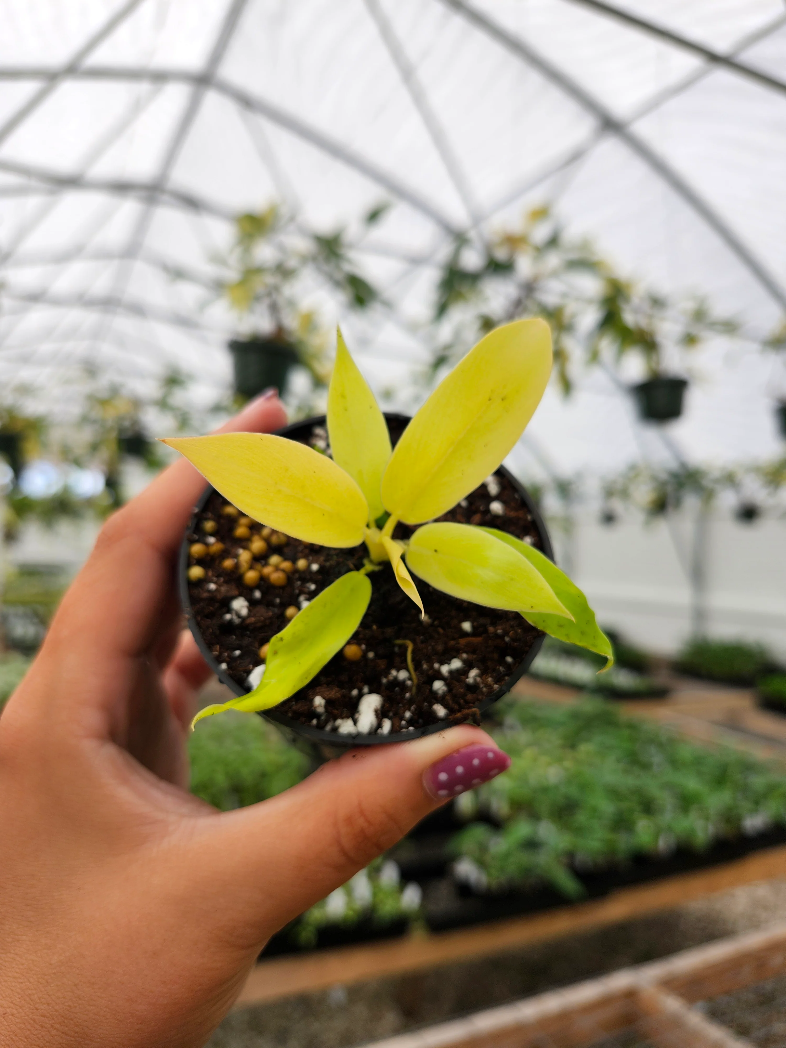 Philodendron Golden Crocodile - Image 6