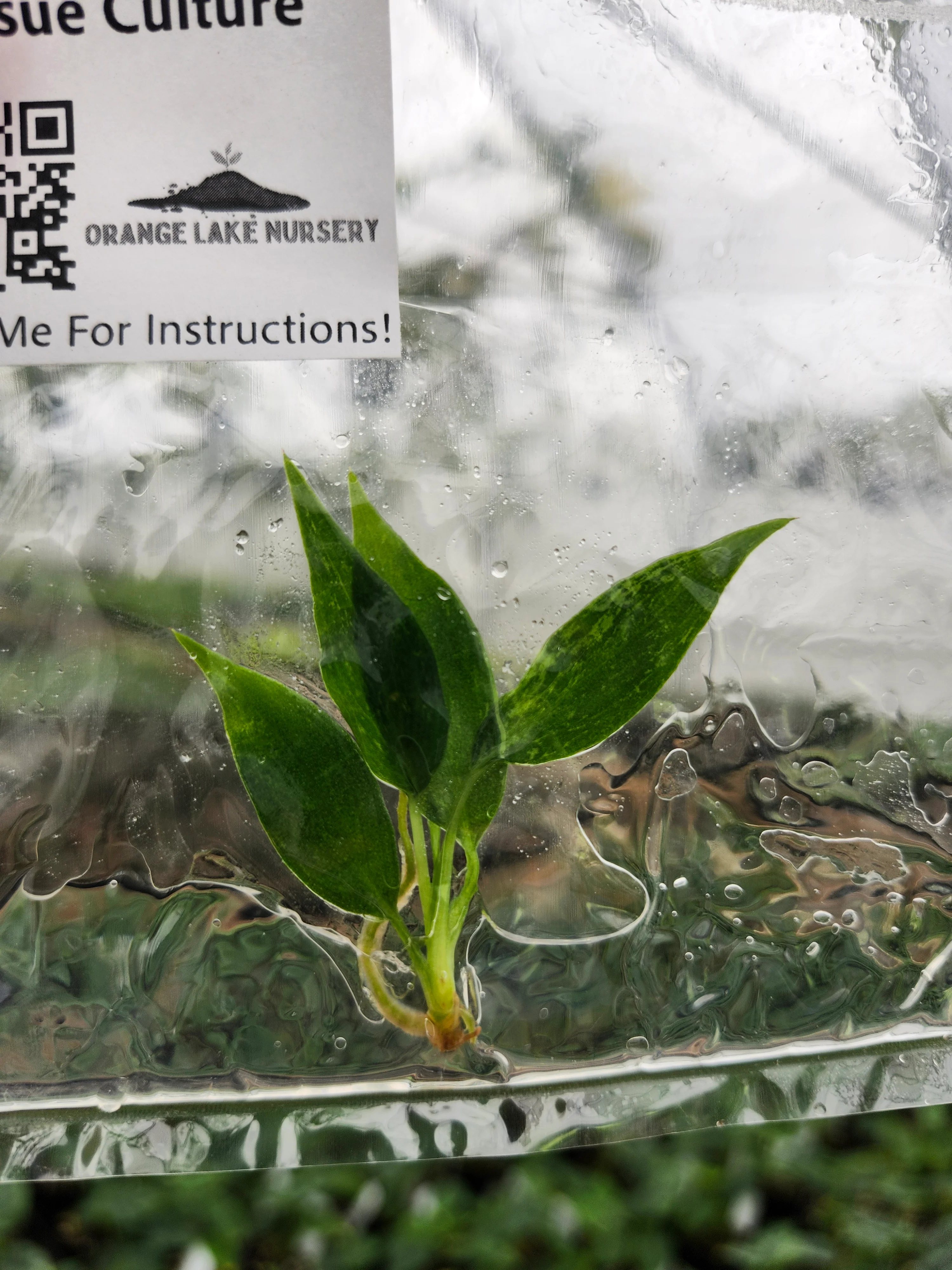 Philodendron Golden Dragon Tissue Culture