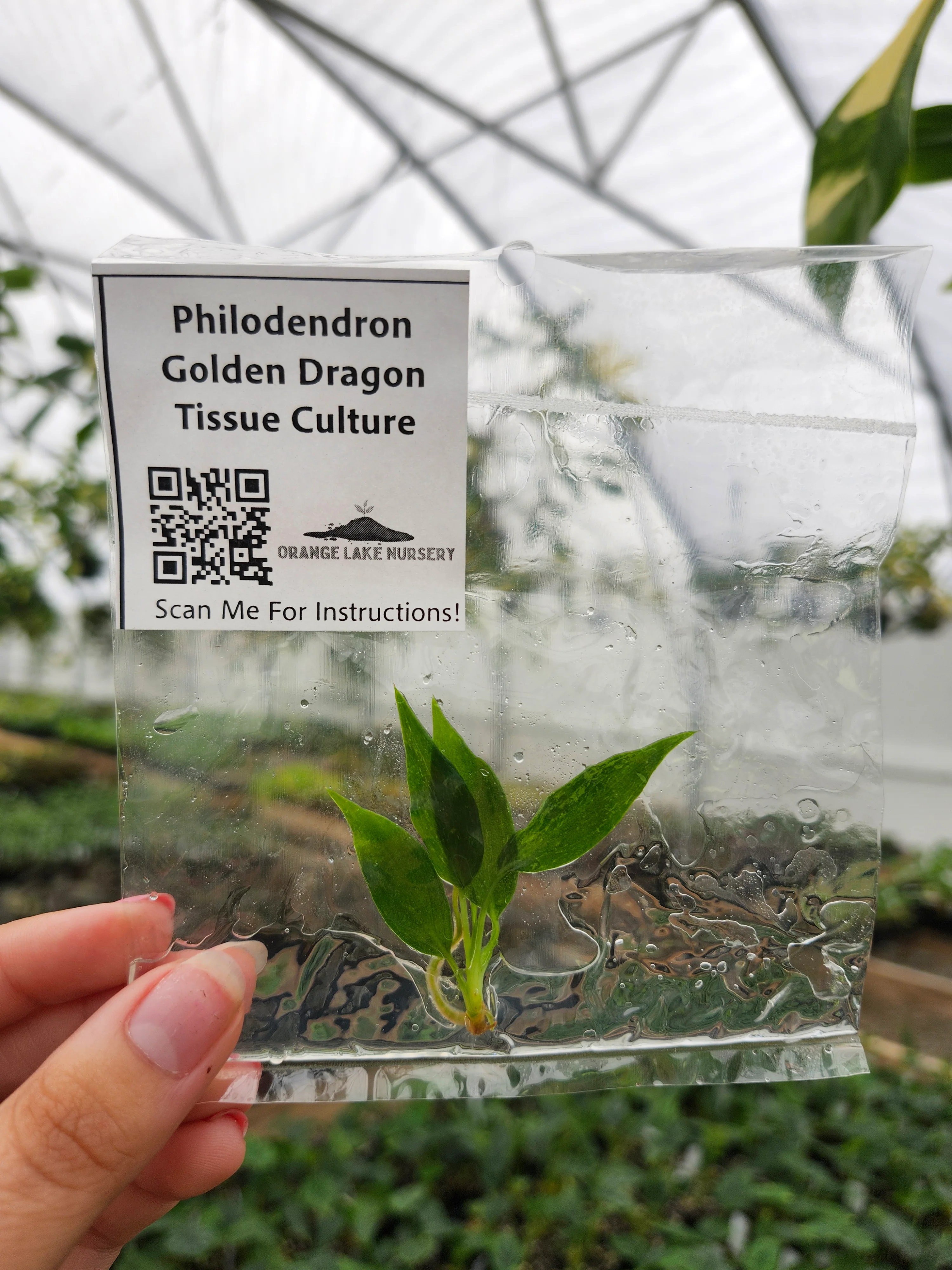 Philodendron Golden Dragon Tissue Culture - Image 2