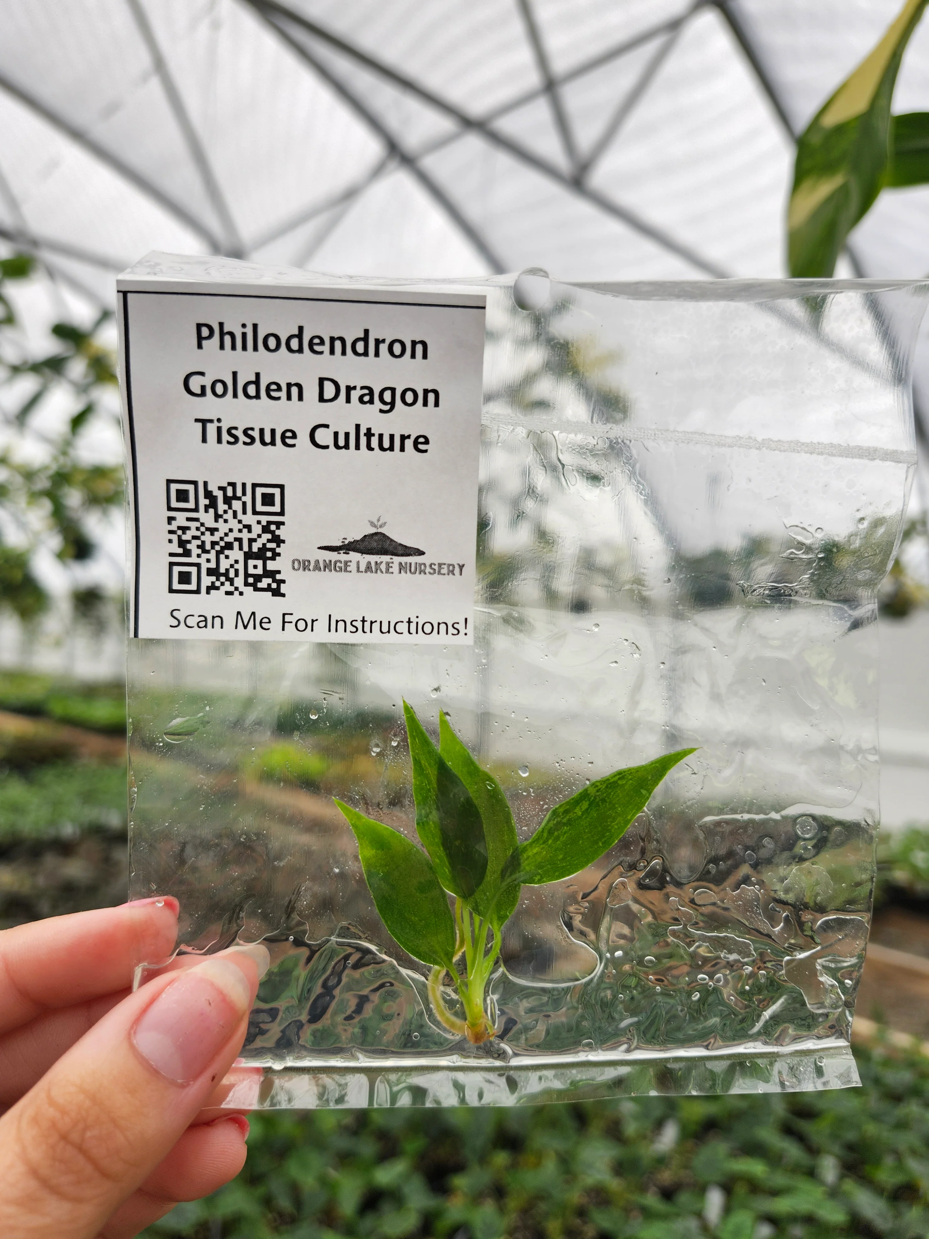 Philodendron Golden Dragon Tissue Culture - Image 3