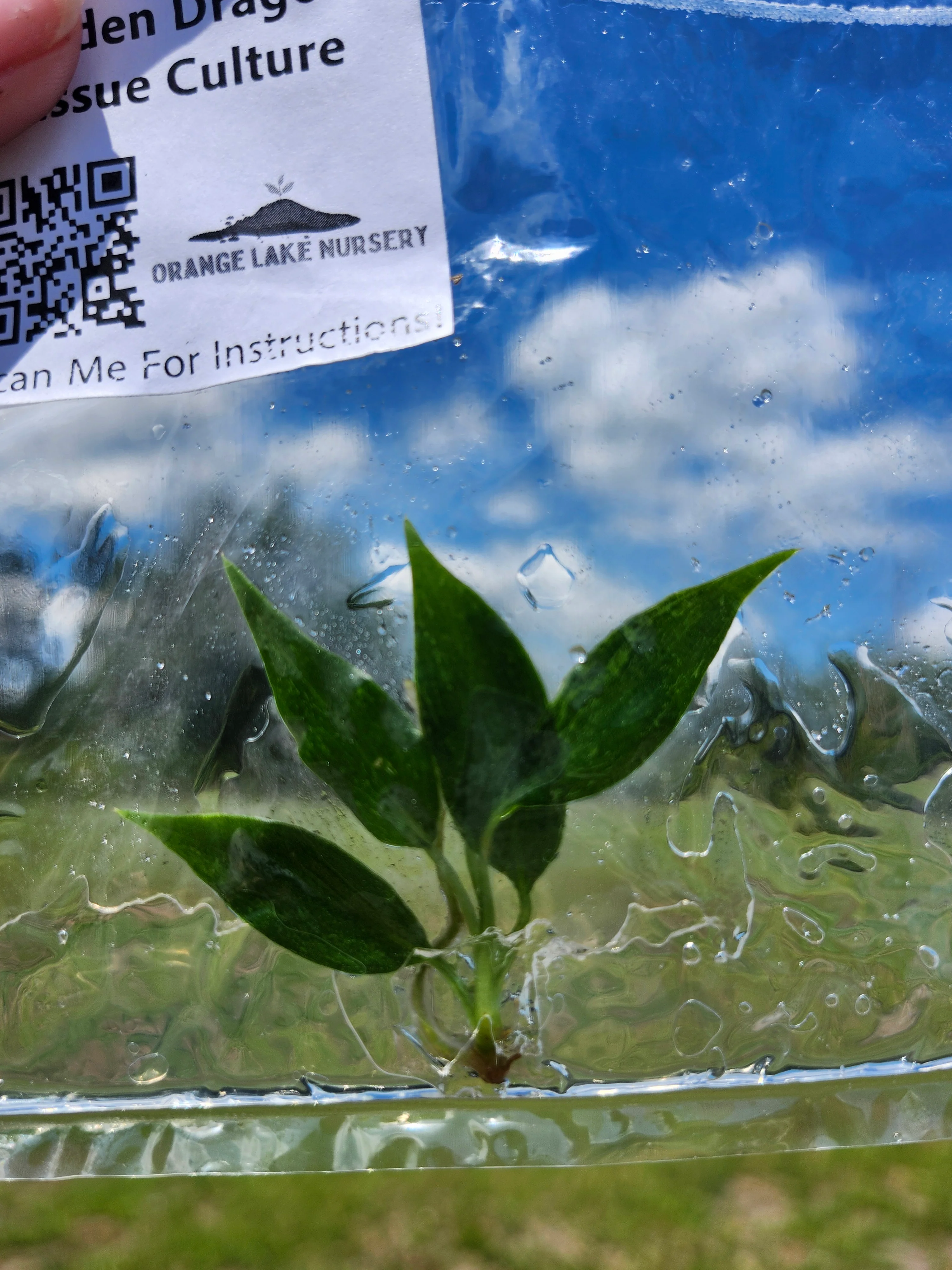 Philodendron Golden Dragon Tissue Culture - Image 4