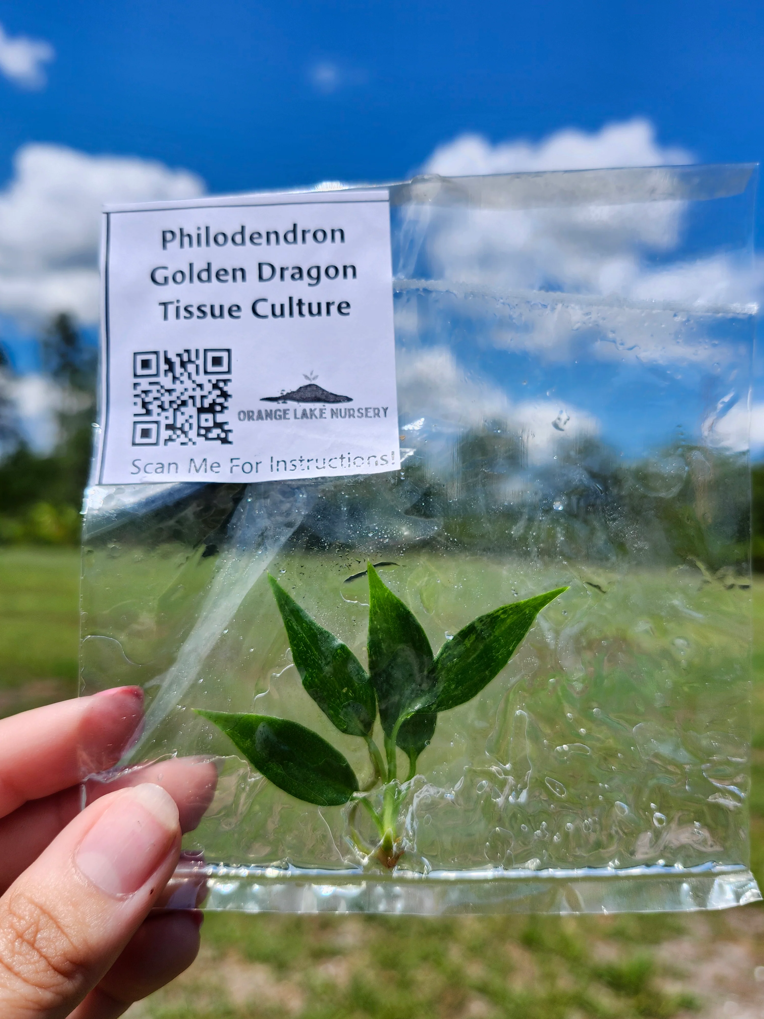 Philodendron Golden Dragon Tissue Culture - Image 5