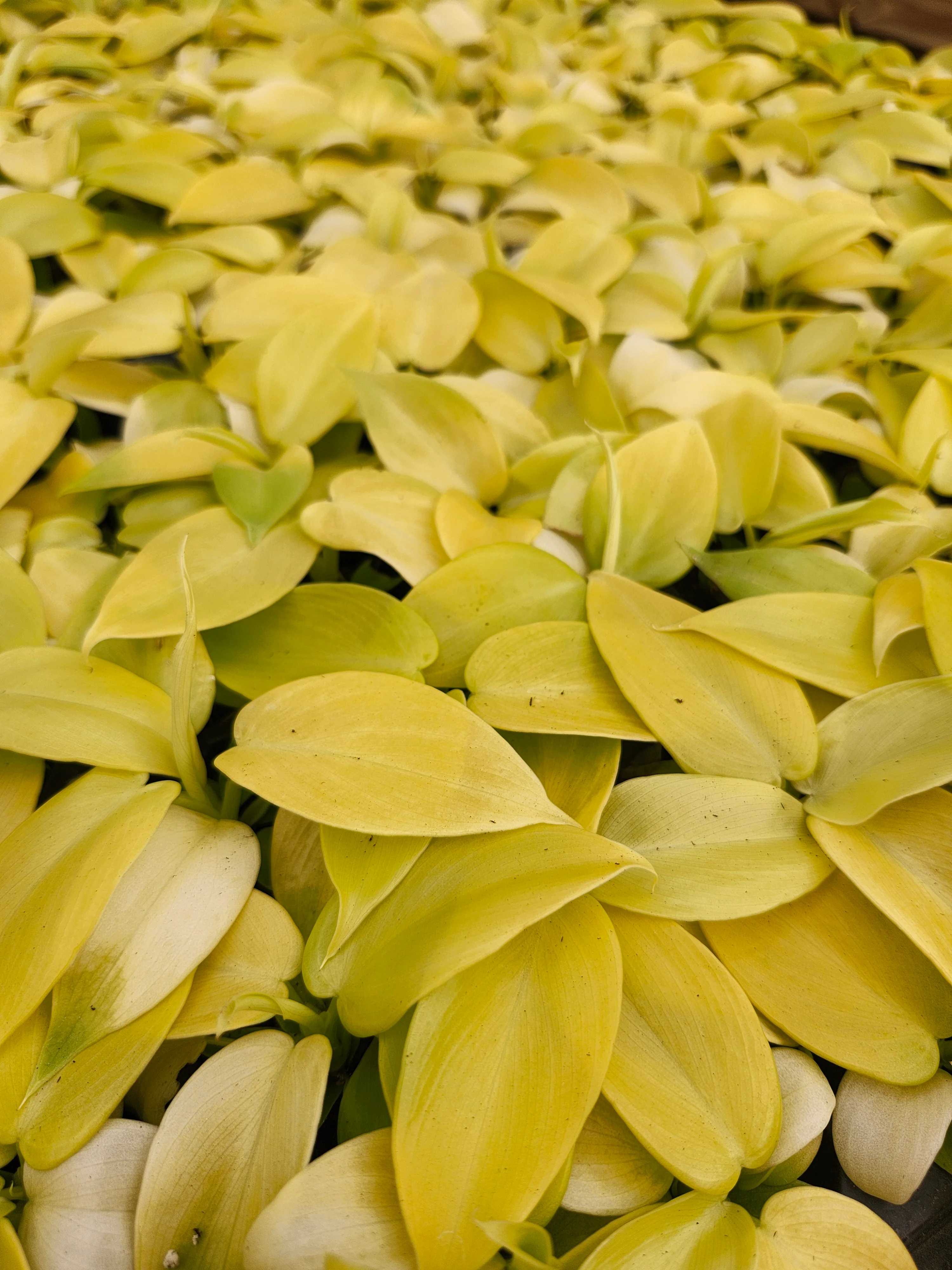 Philodendron Golden Violin