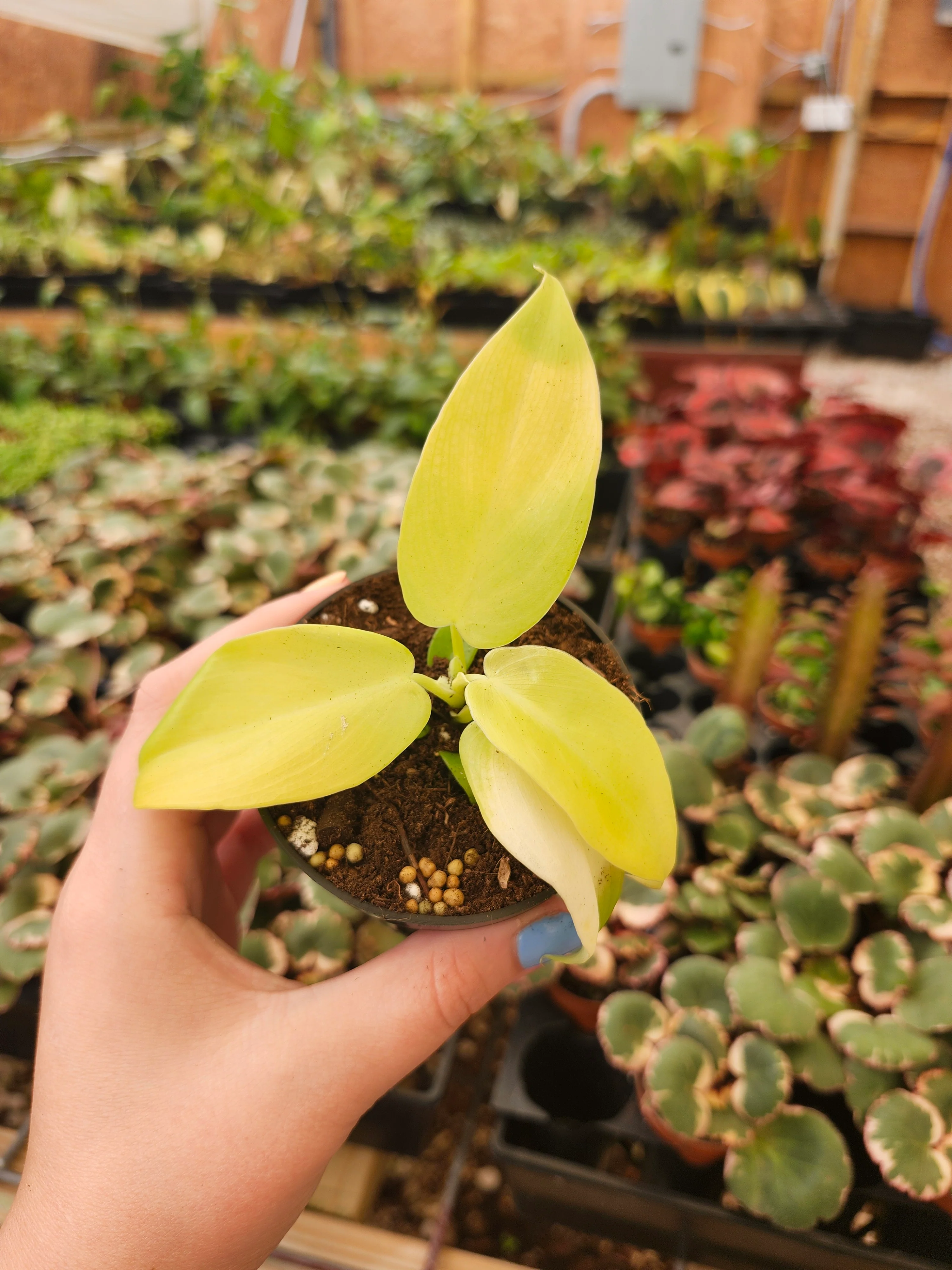 Philodendron Golden Violin - Image 2