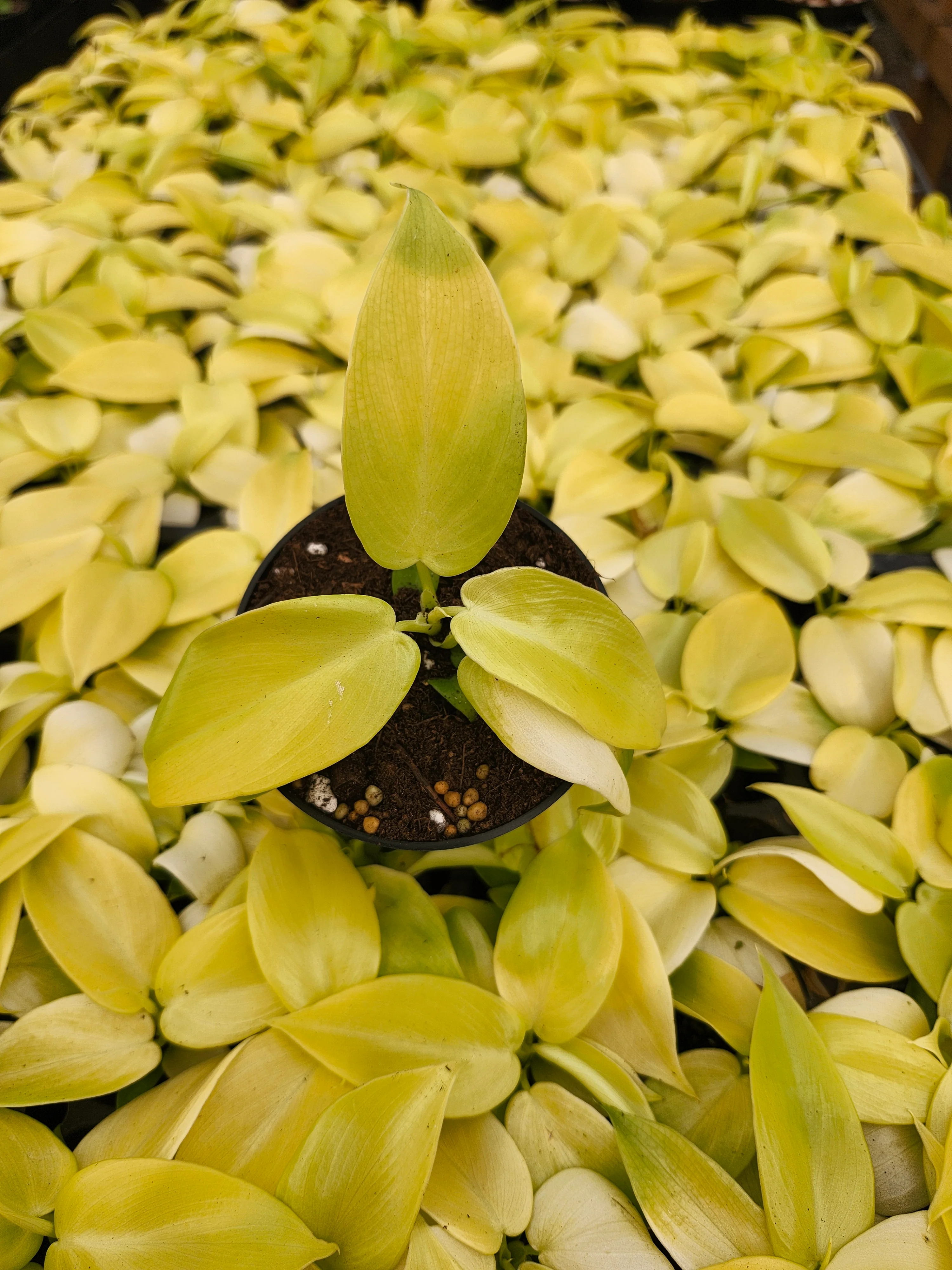 Philodendron Golden Violin - Image 3