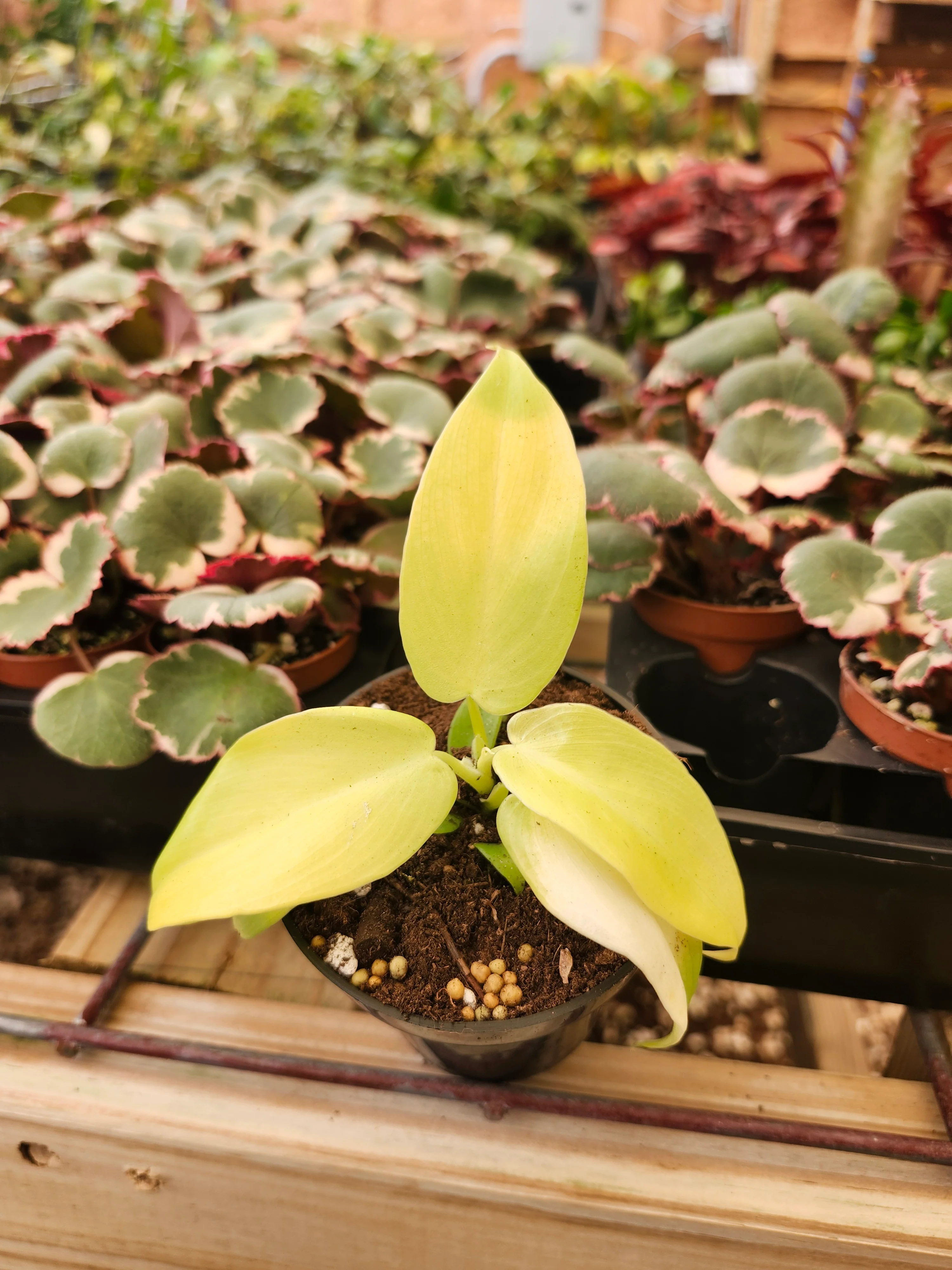 Philodendron Golden Violin - Image 4