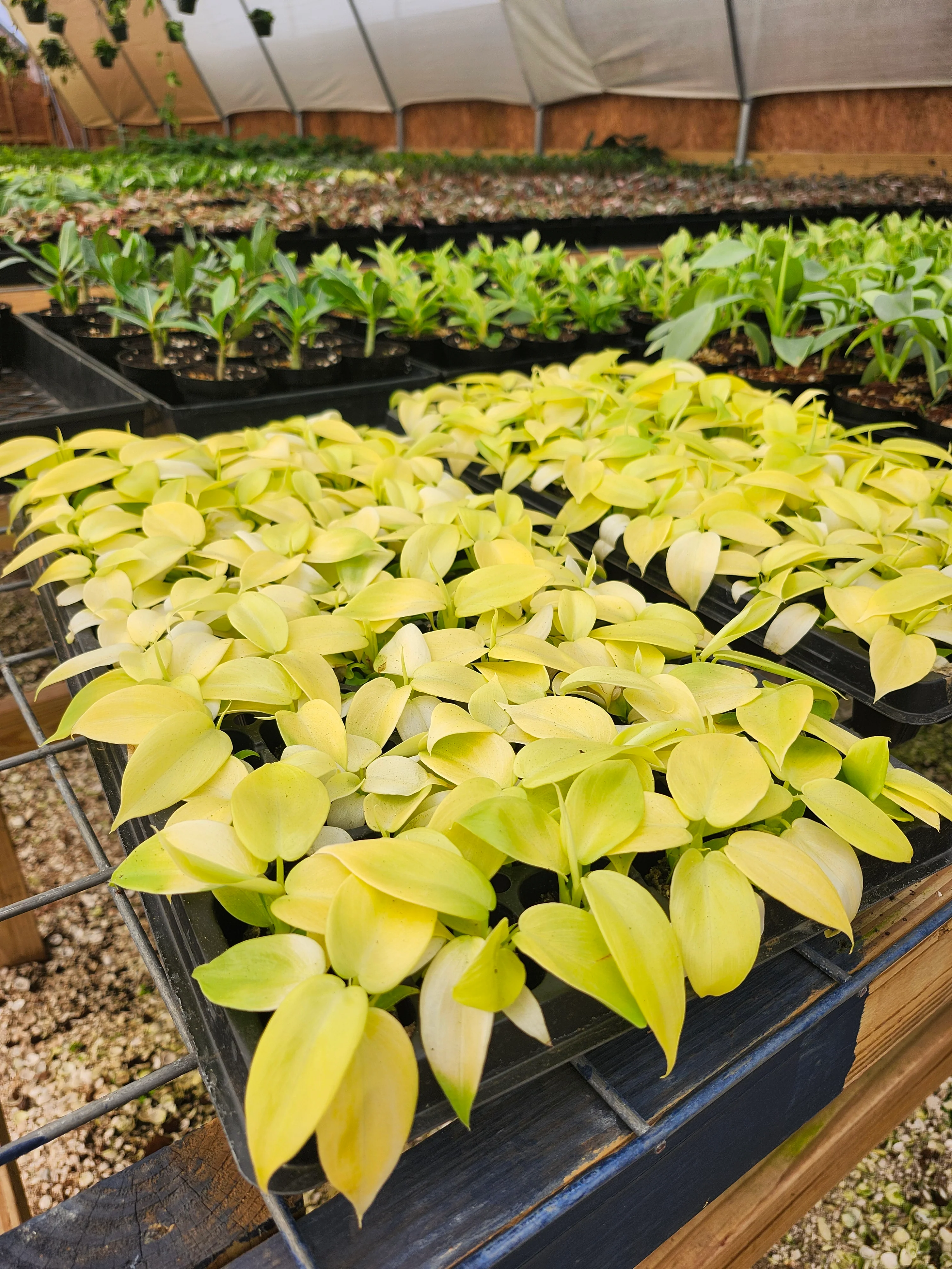 Philodendron Golden Violin - Image 5