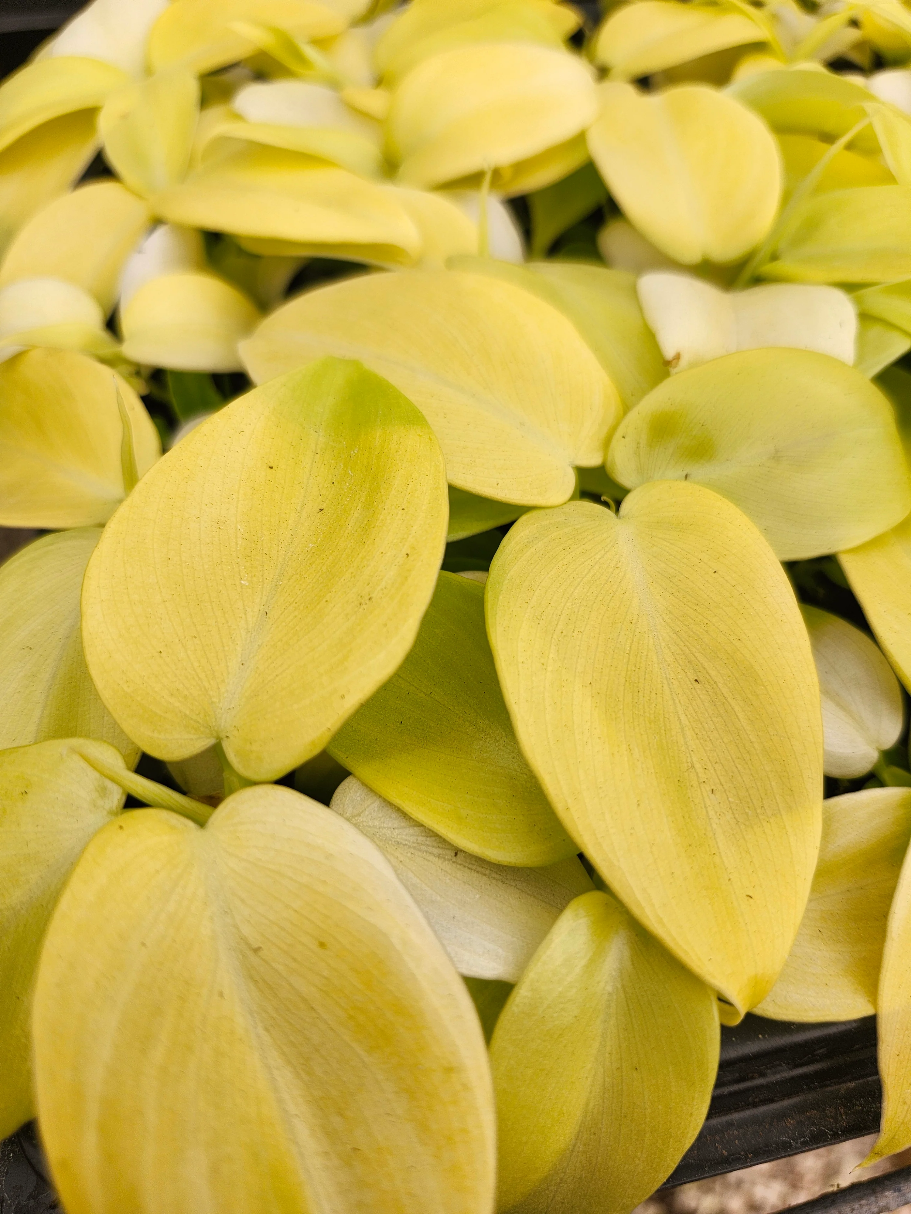 Philodendron Golden Violin - Image 7