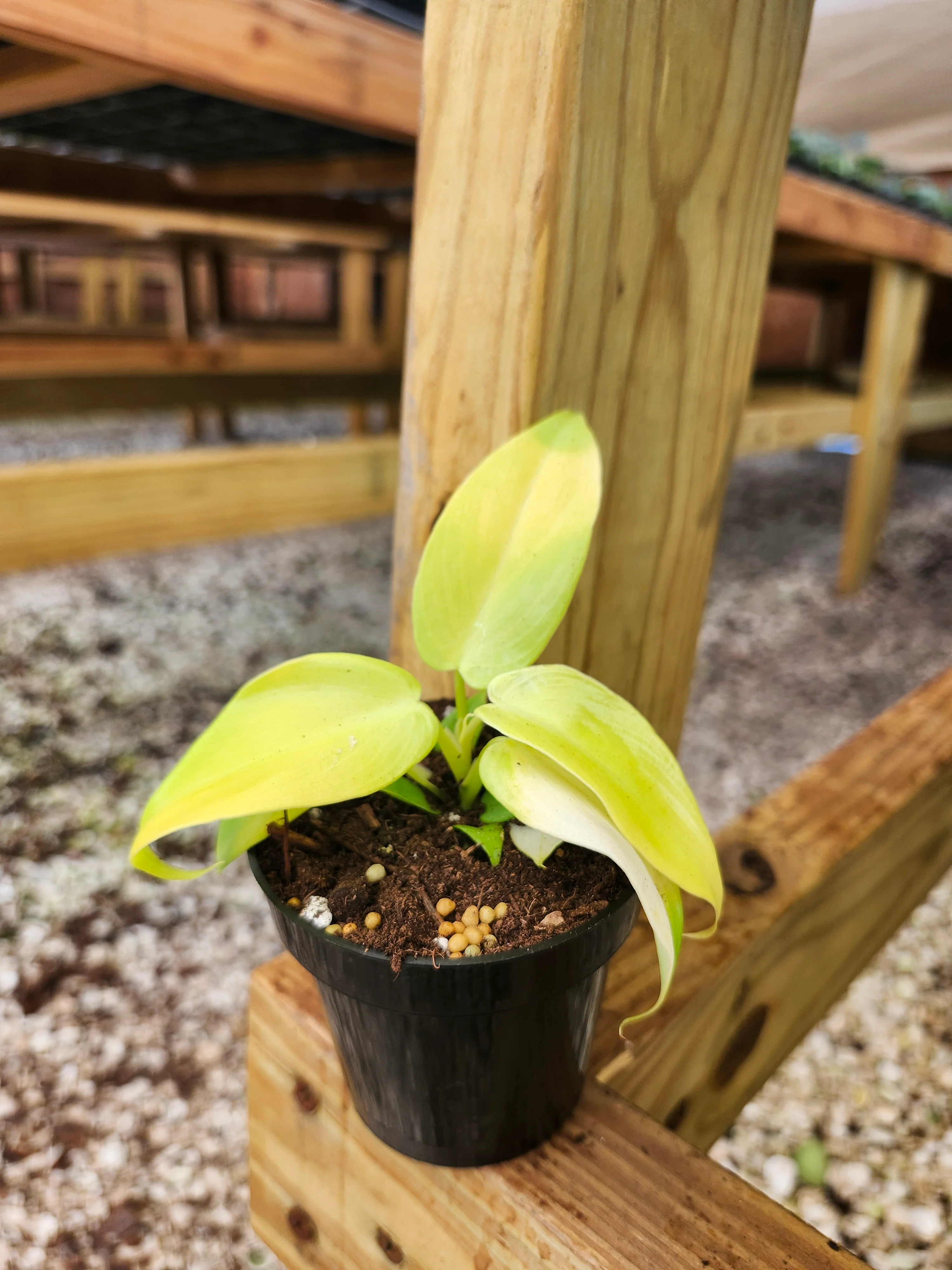 Philodendron Golden Violin - Image 8