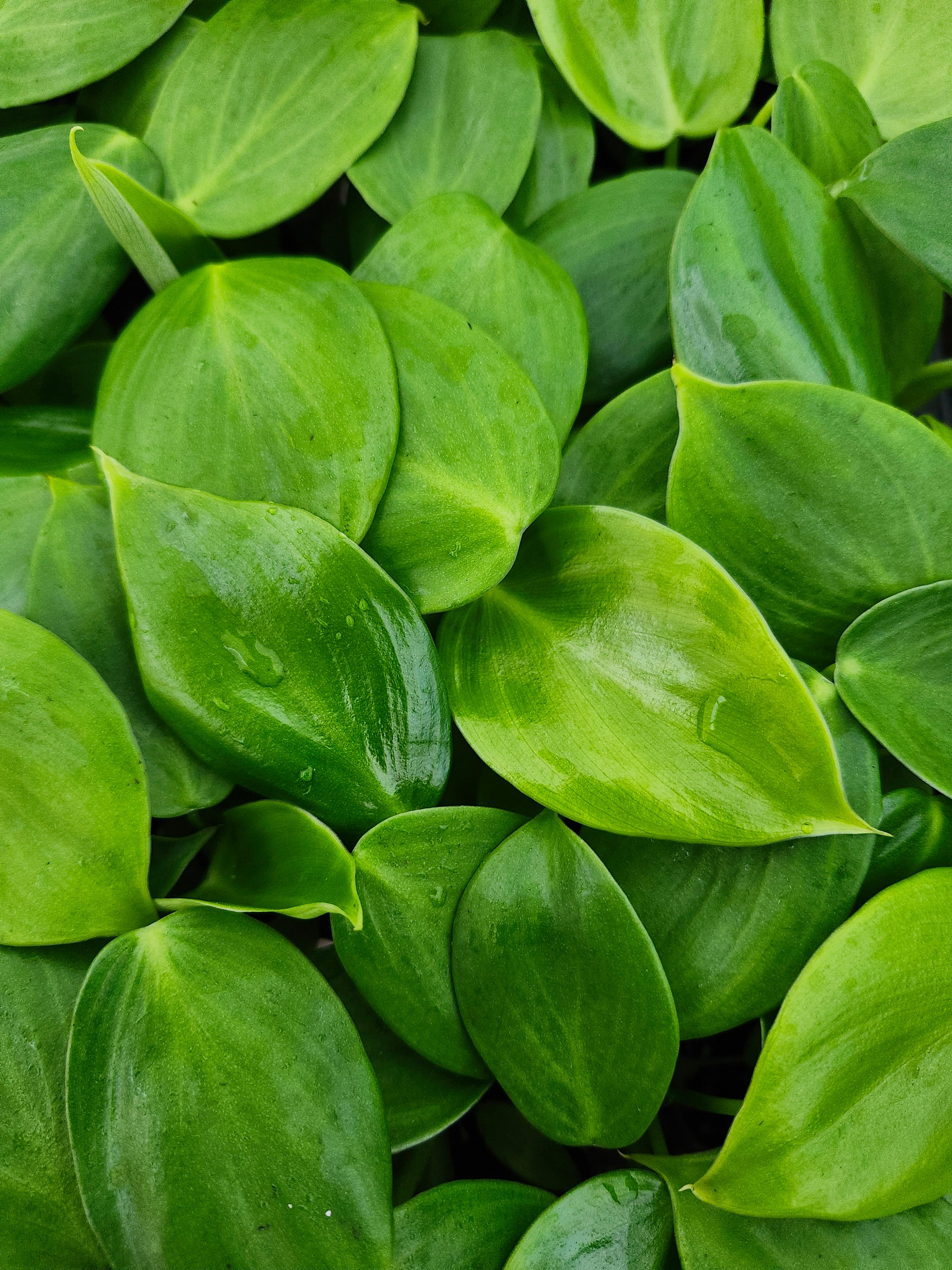 Philodendron Grazielae Sparkling Heart - Image 2