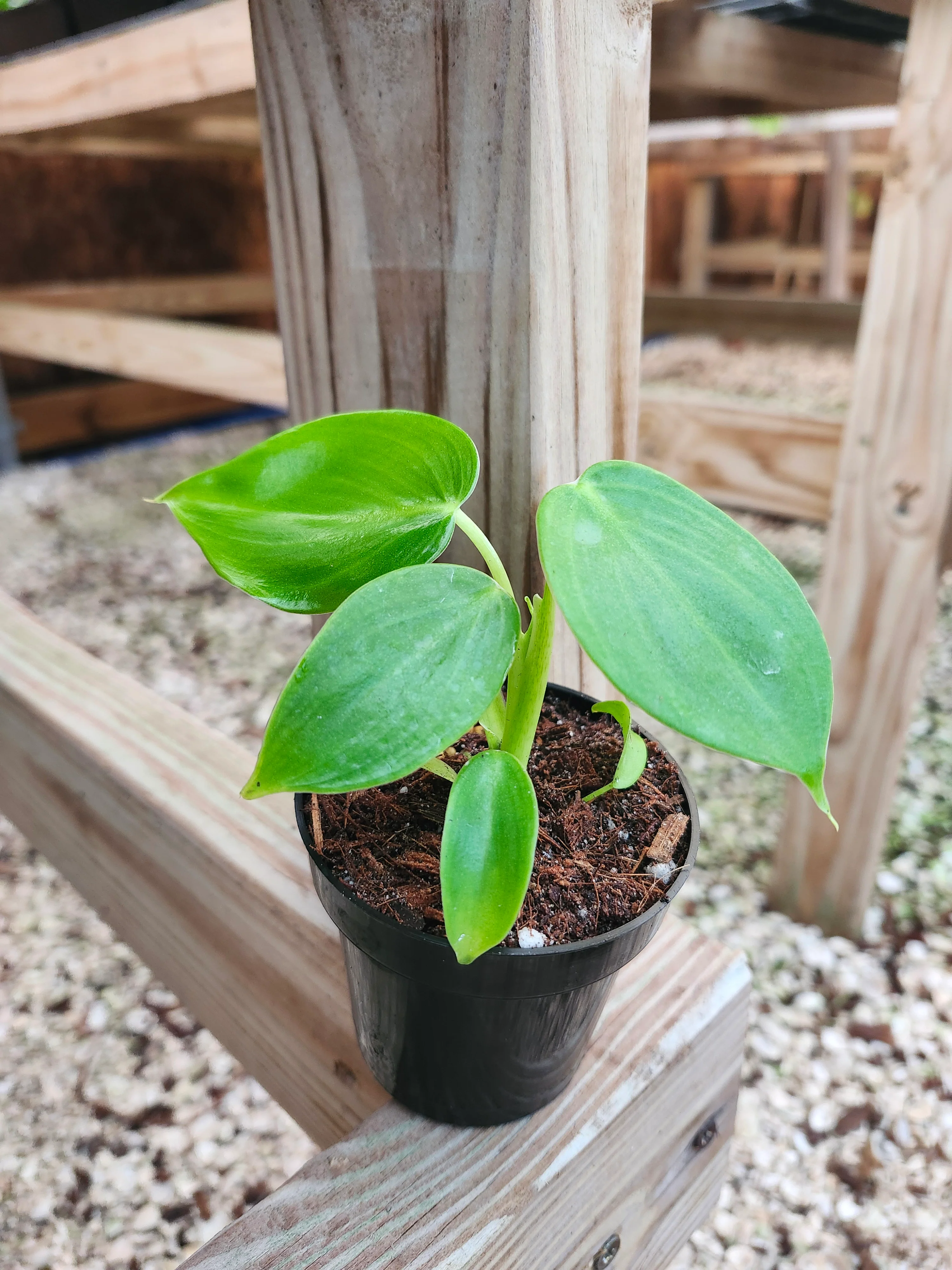 Philodendron Grazielae Sparkling Heart - Image 3