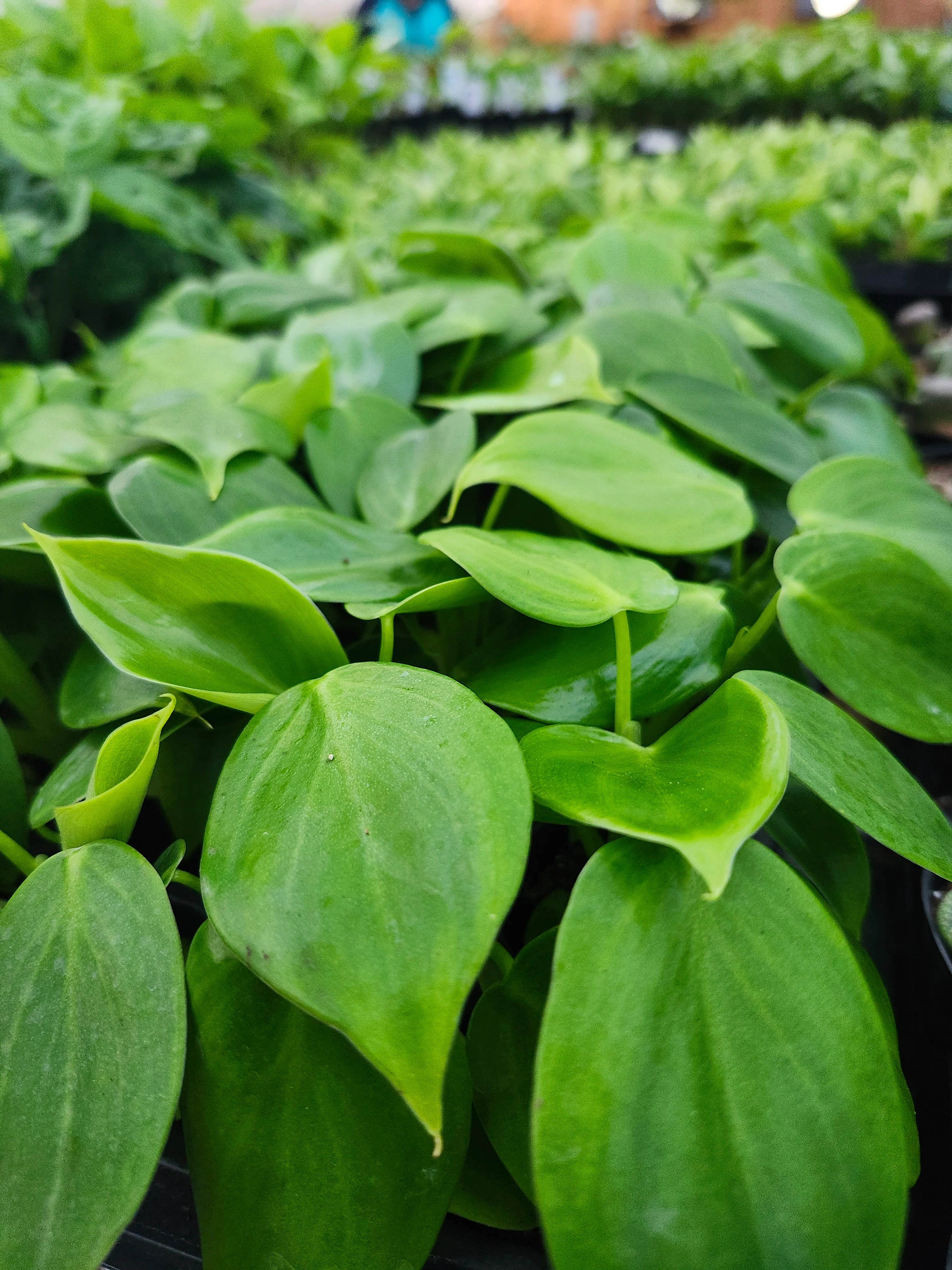Philodendron Grazielae Sparkling Heart - Image 4