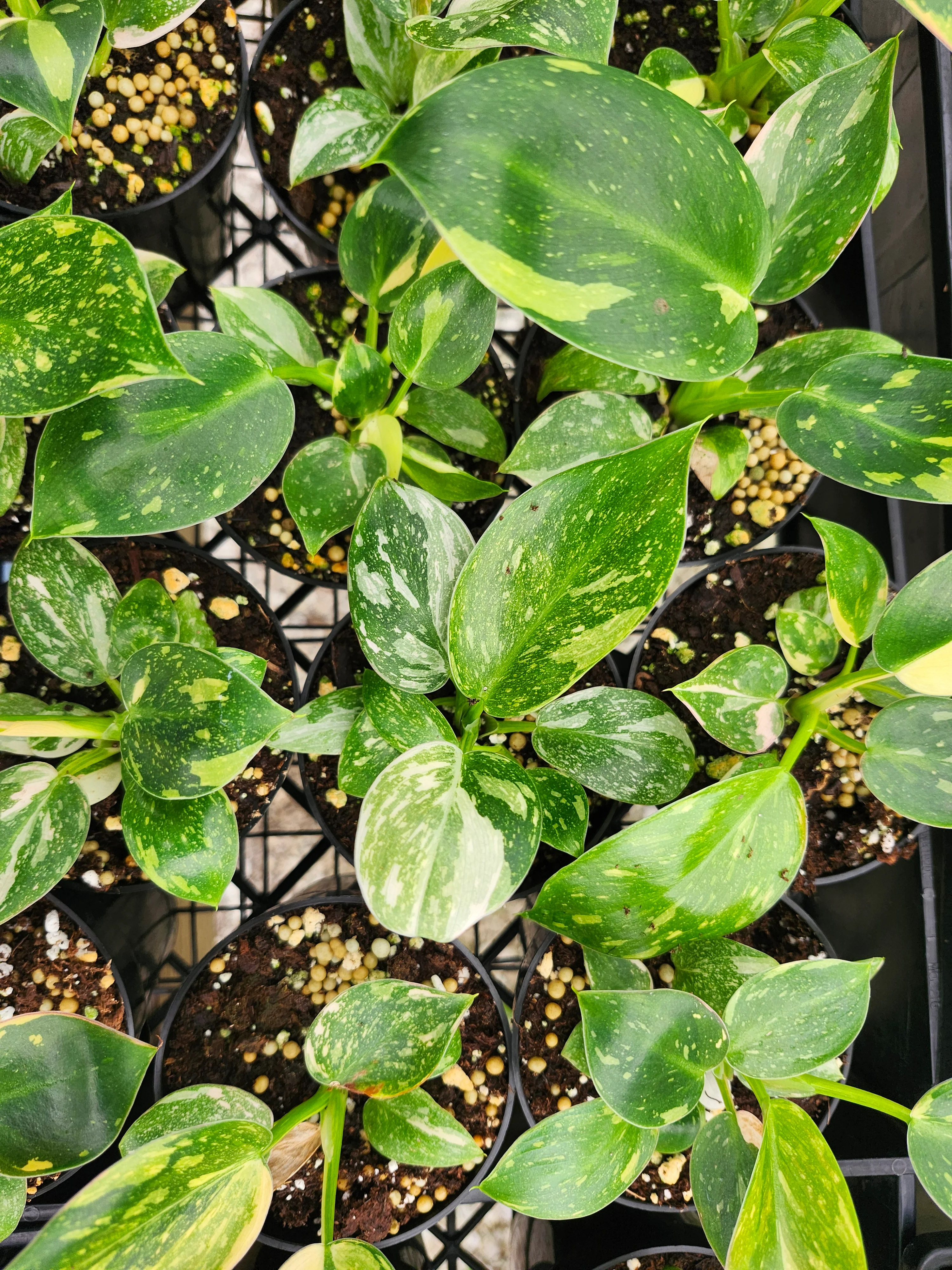 Philodendron Green Congo Nuclear